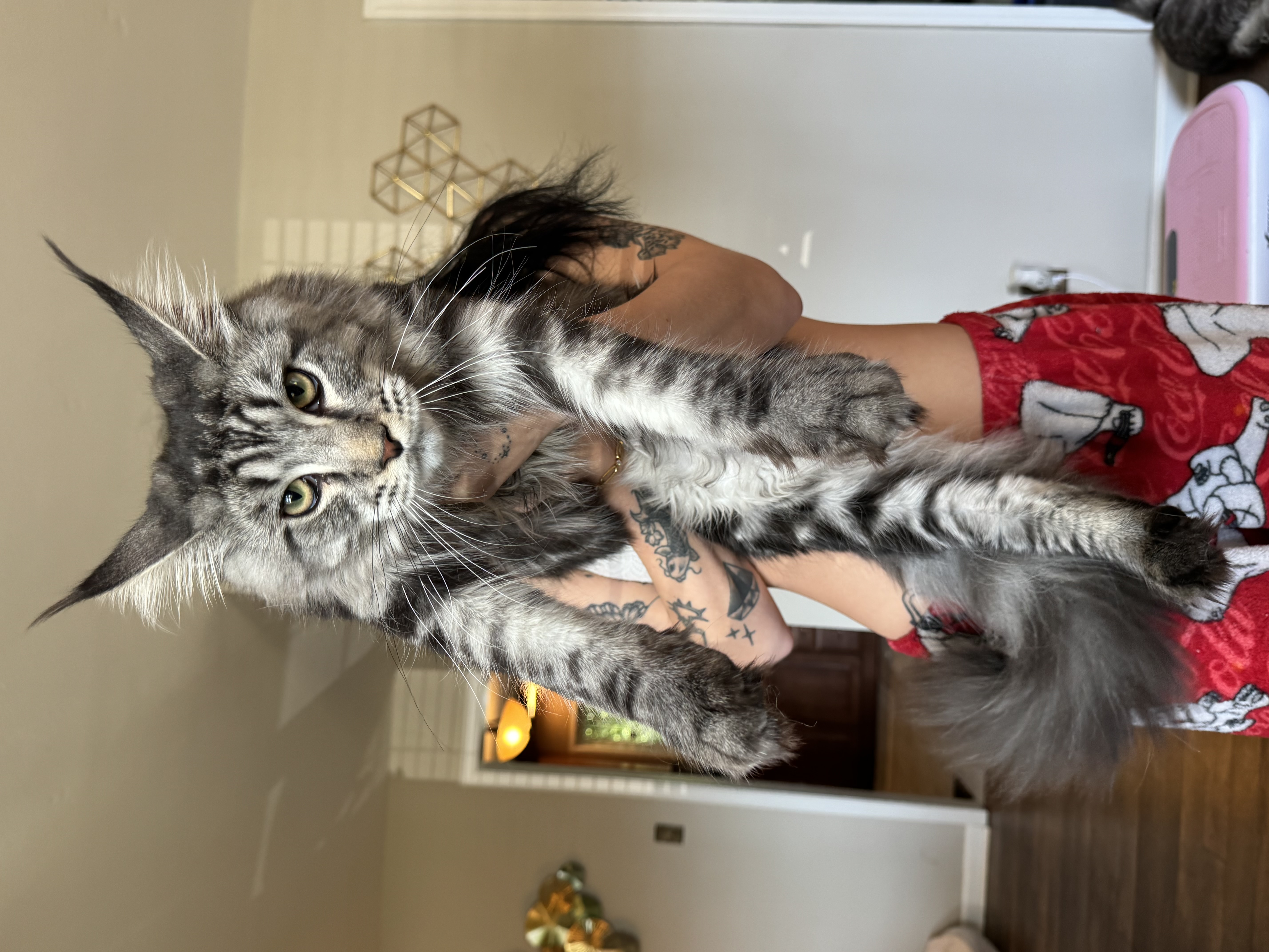 Person with purple hair holding a gray tabby kitten outdoors, both looking toward the camera.