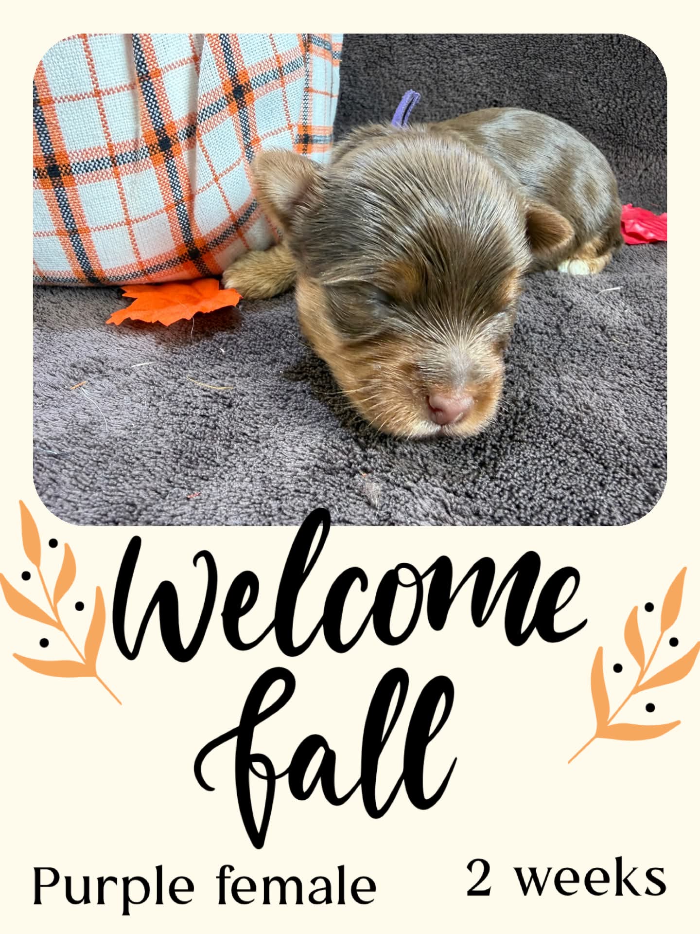 Ireland purple, a chocolate Yorkshire Terrier girl at Big Sky Yorkies