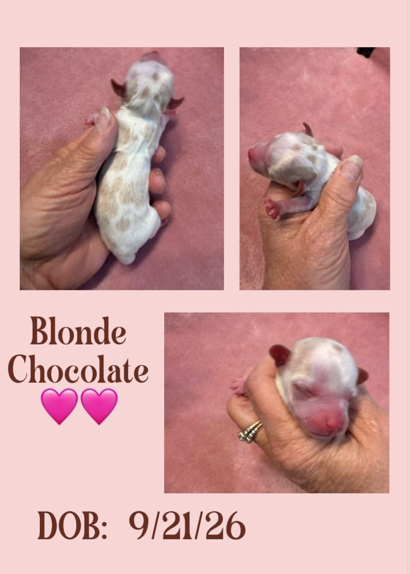 JoJo, a blonde chocolate Yorkshire Terrier girl at Big Sky Yorkies