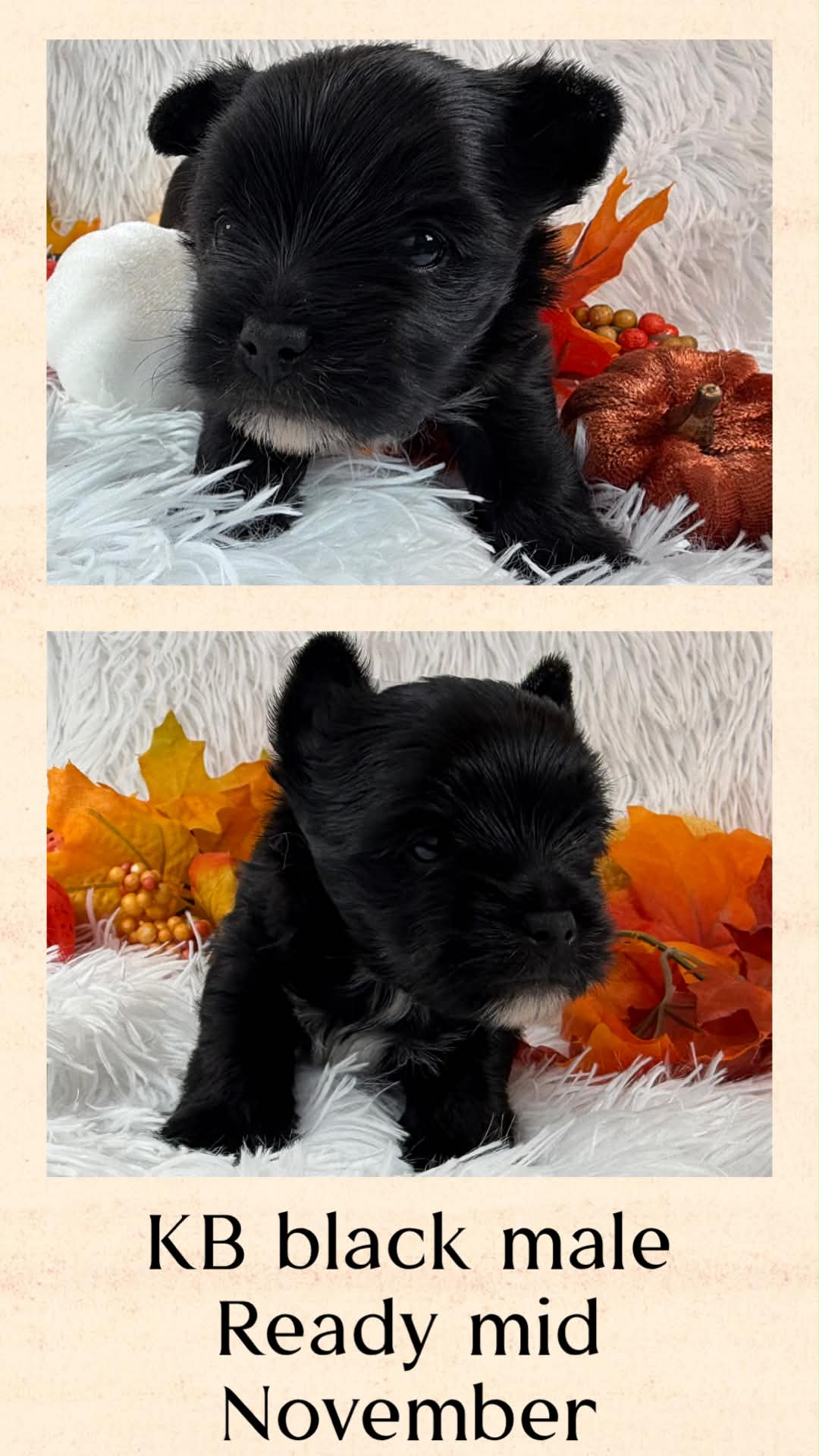 Ace at Big Sky Yorkies, photo 2