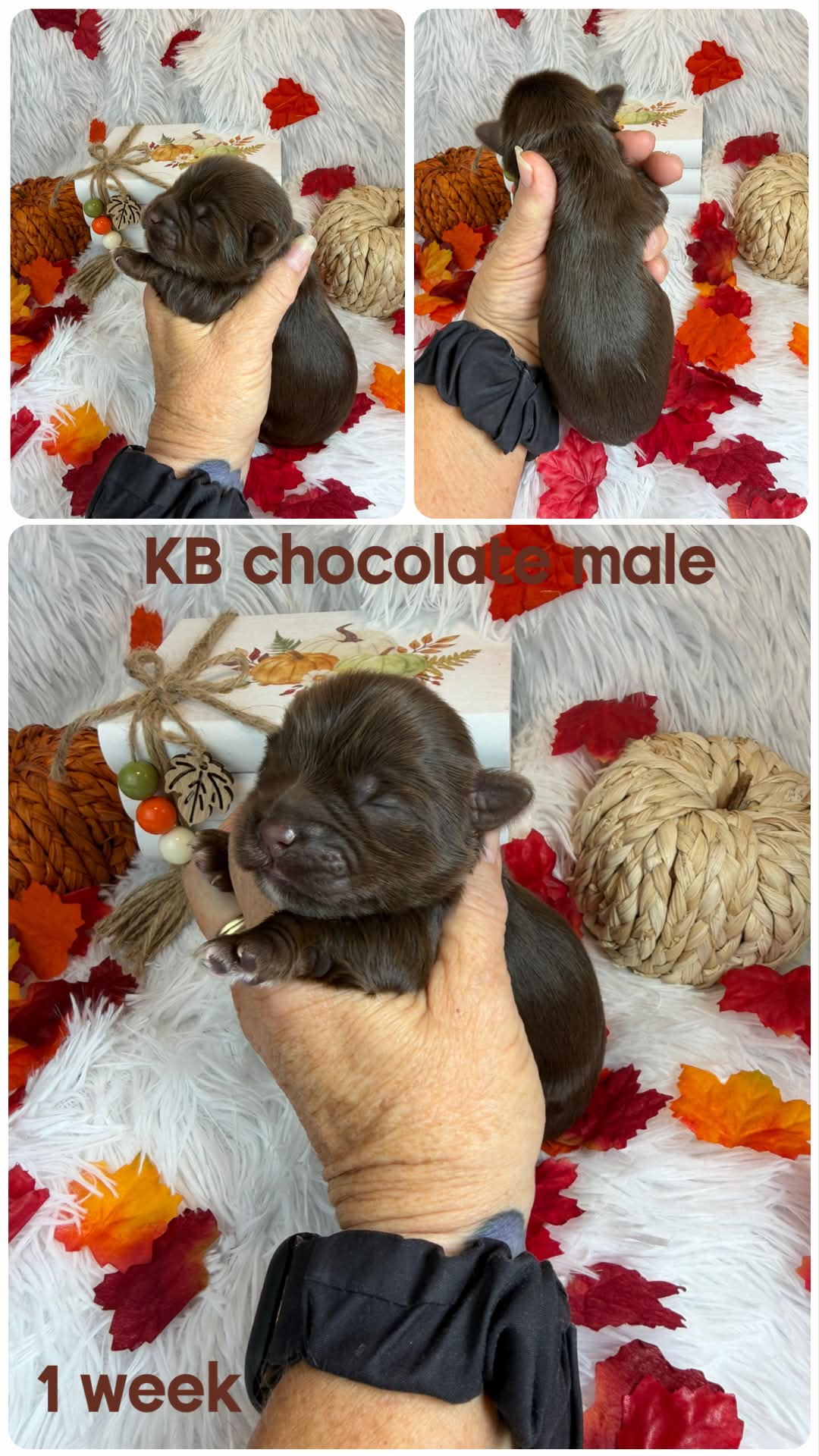 Ireland litter male at Big Sky Yorkies, photo 6