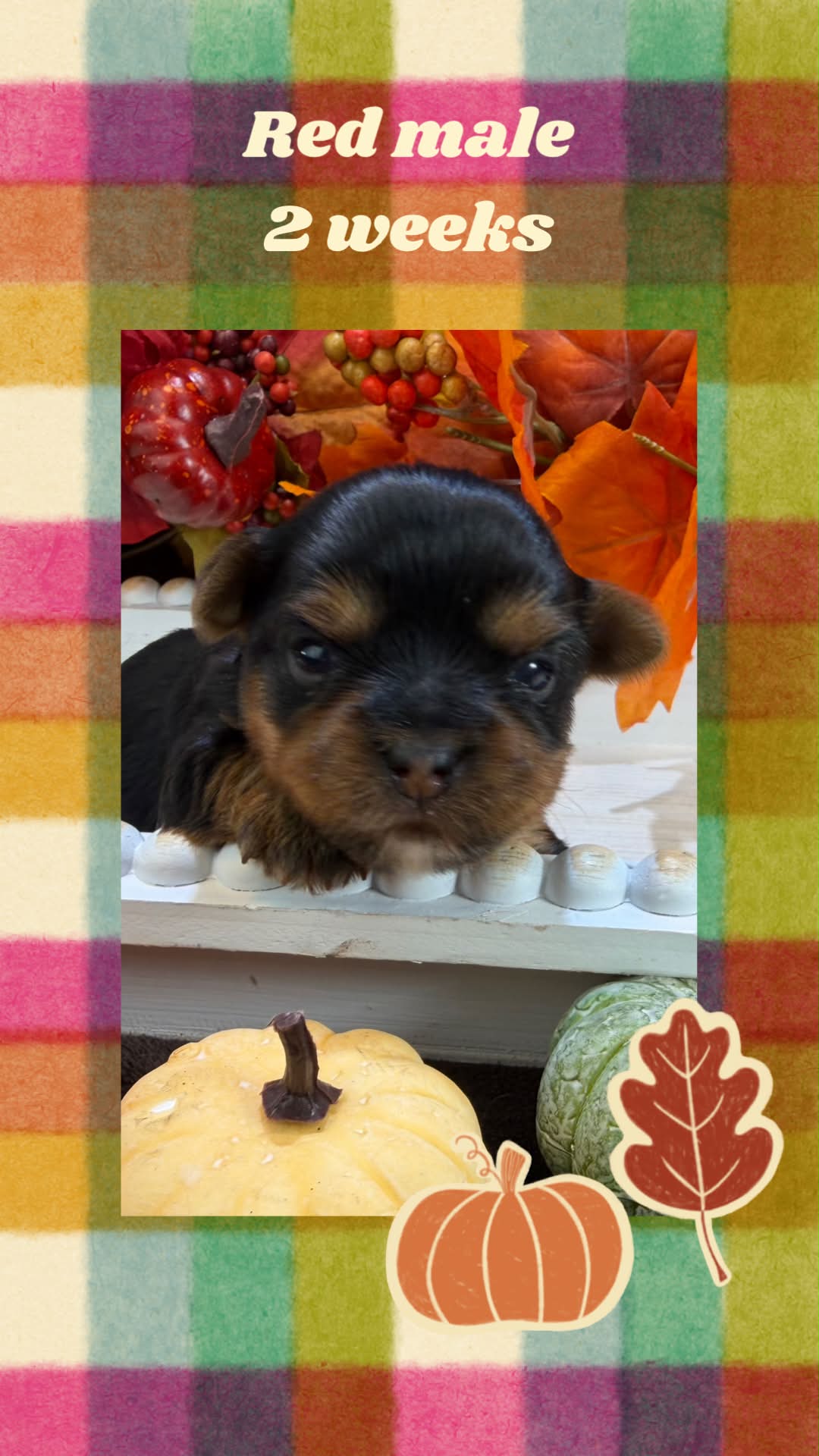 red male Bria, a traditional Yorkshire Terrier girl at Big Sky Yorkies