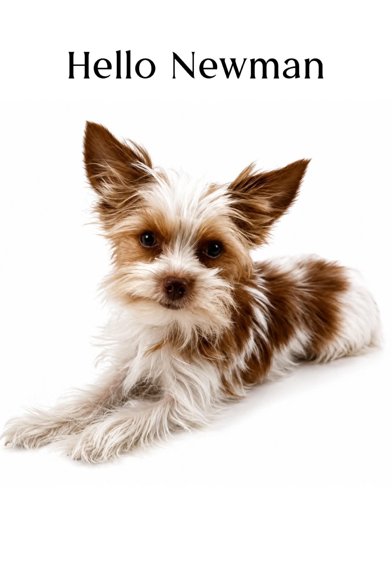 Hello Newman, a blonde chocolate parti Yorkshire Terrier sire at Big Sky Yorkies