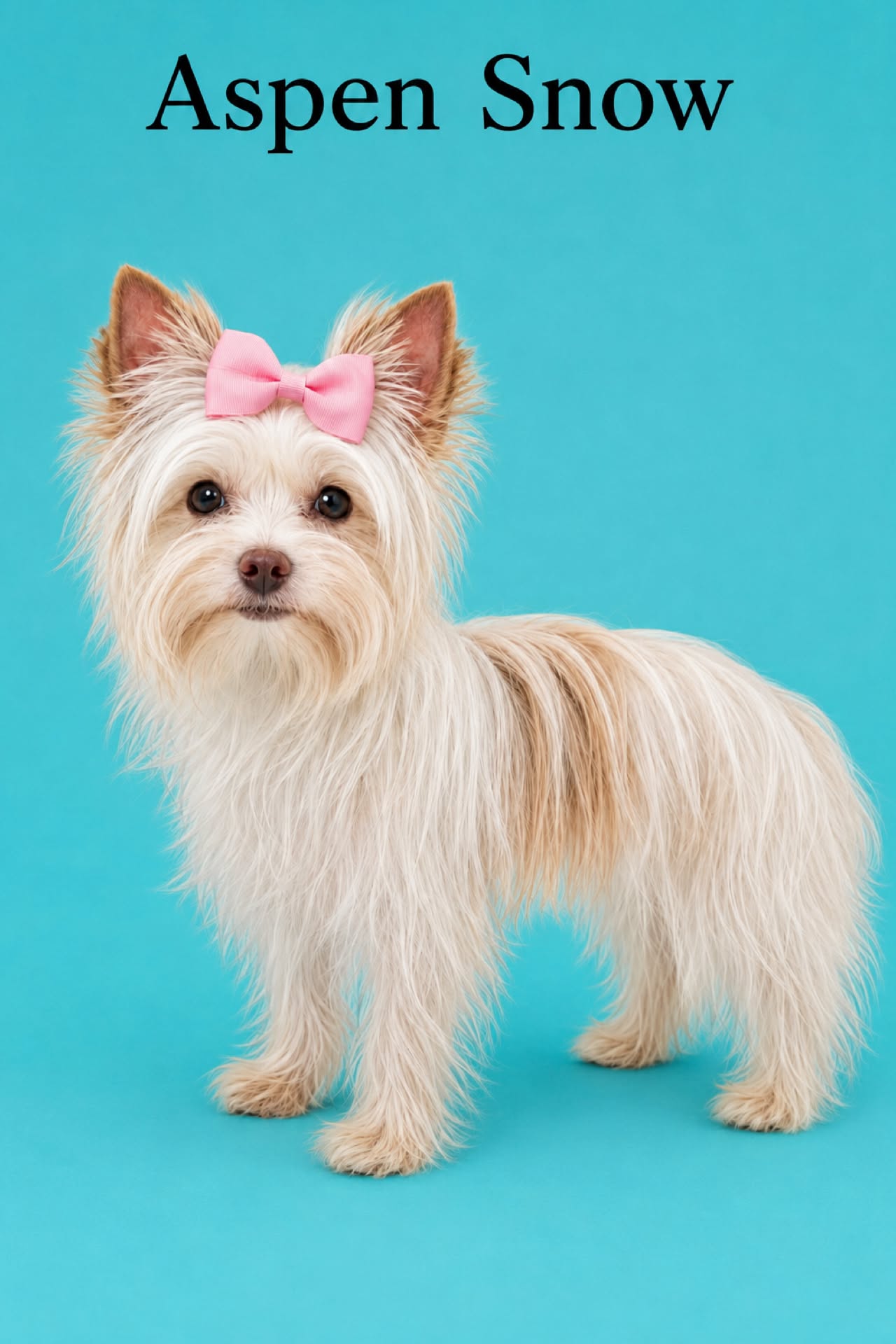 Aspen, a blonde chocolate parti Yorkshire Terrier dam at Big Sky Yorkies