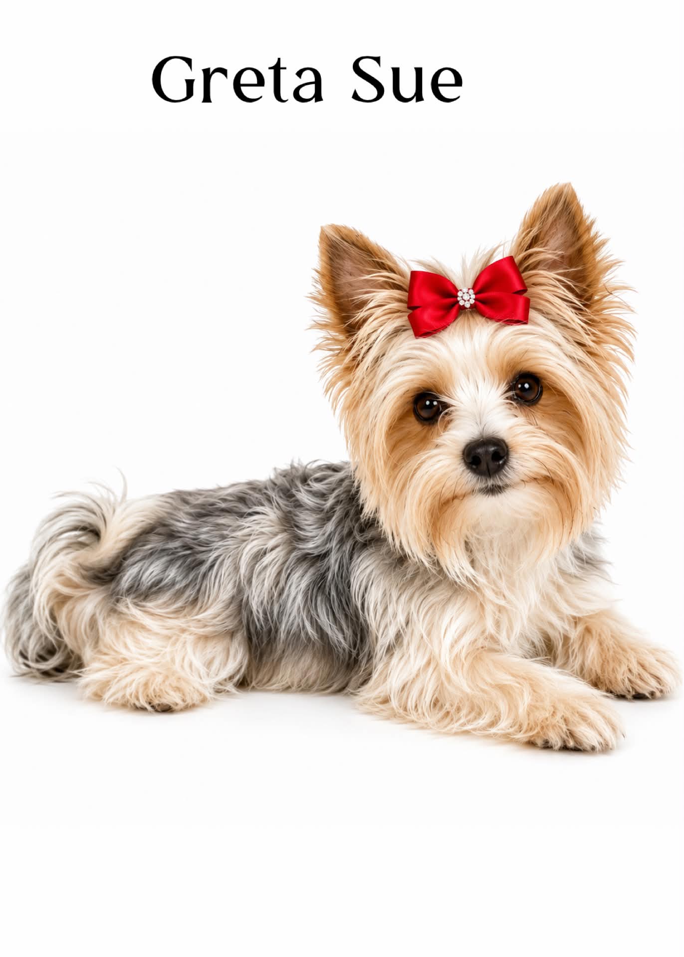 Greta Sue, a parti Yorkshire Terrier dam at Big Sky Yorkies