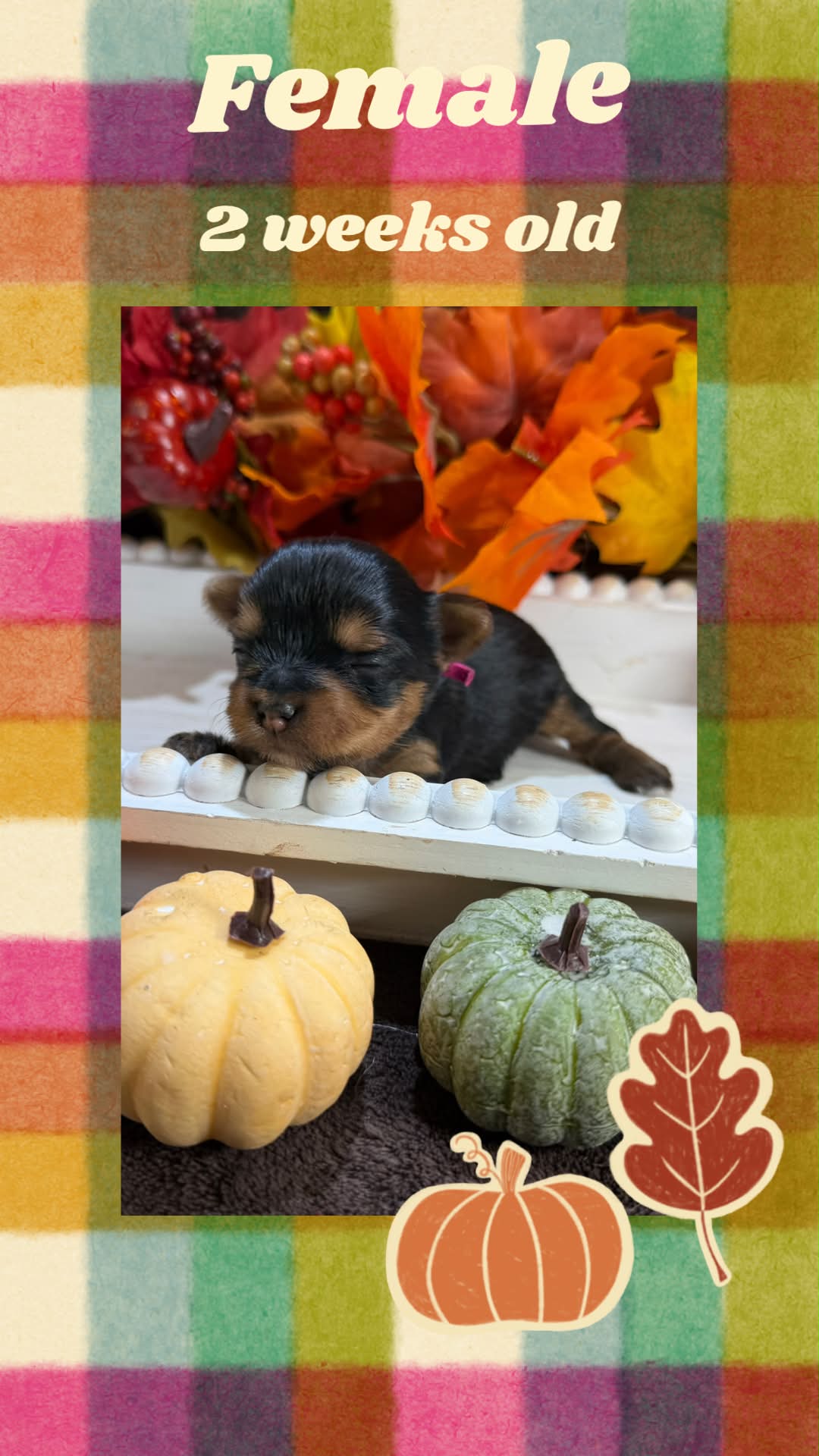 pink female Bria, a traditional Yorkshire Terrier girl at Big Sky Yorkies