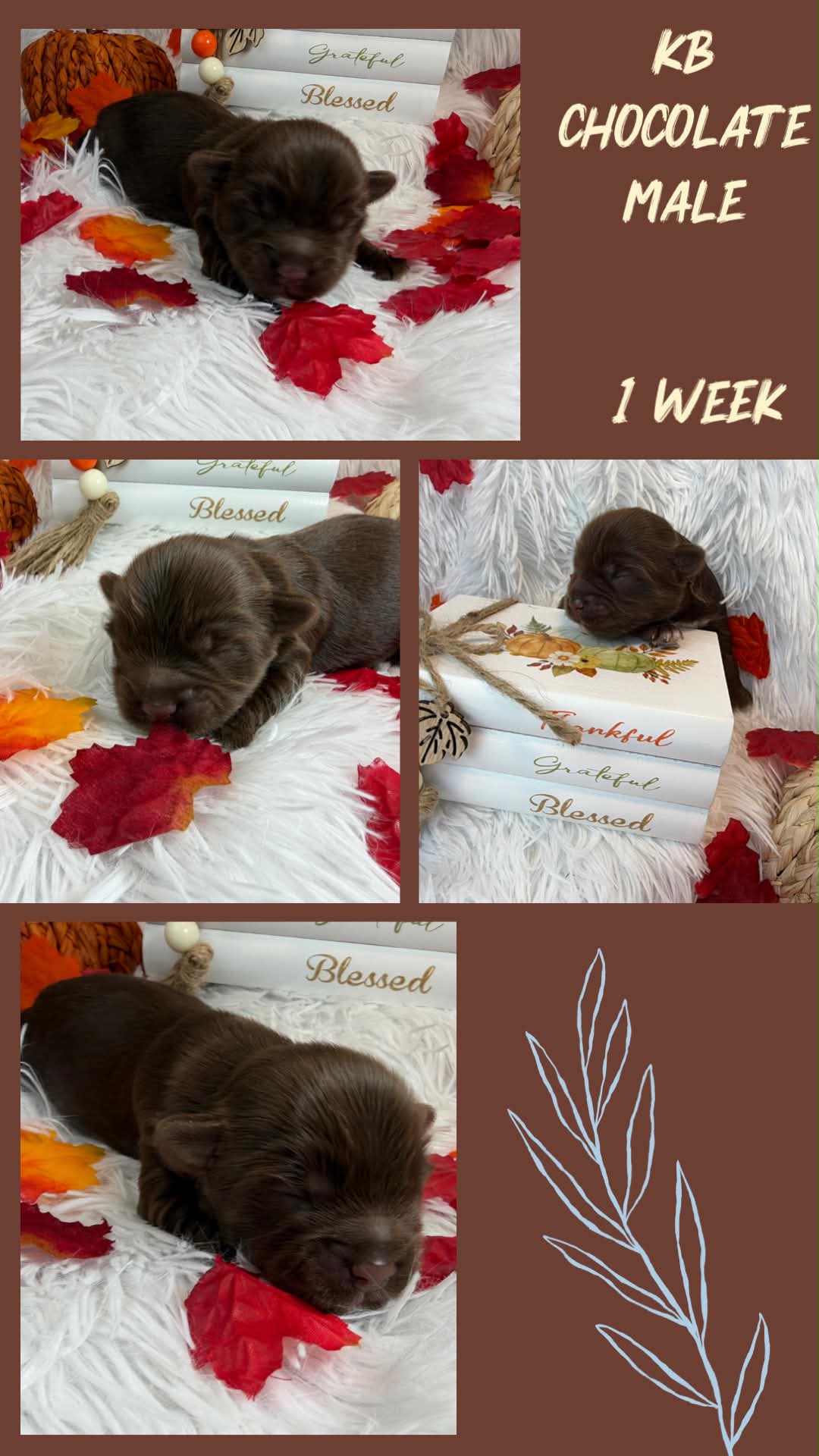 Ireland litter male at Big Sky Yorkies, photo 5