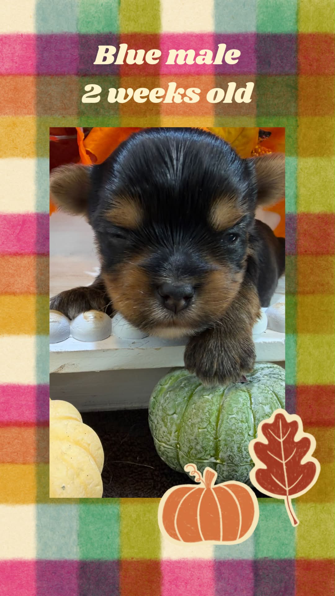 blue male Bria, a Yorkshire Terrier puppy