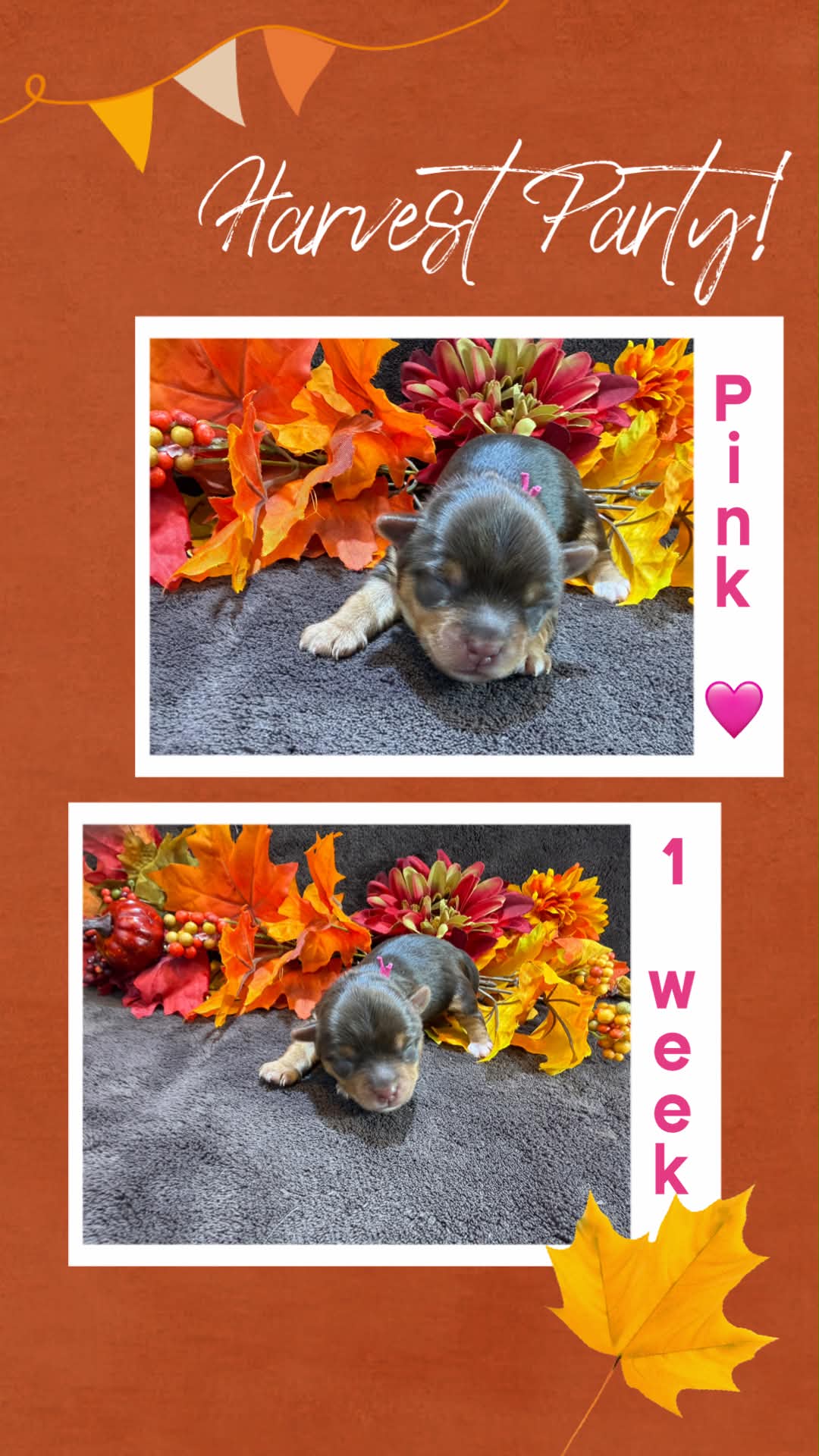 Ireland pink at Big Sky Yorkies, photo 6