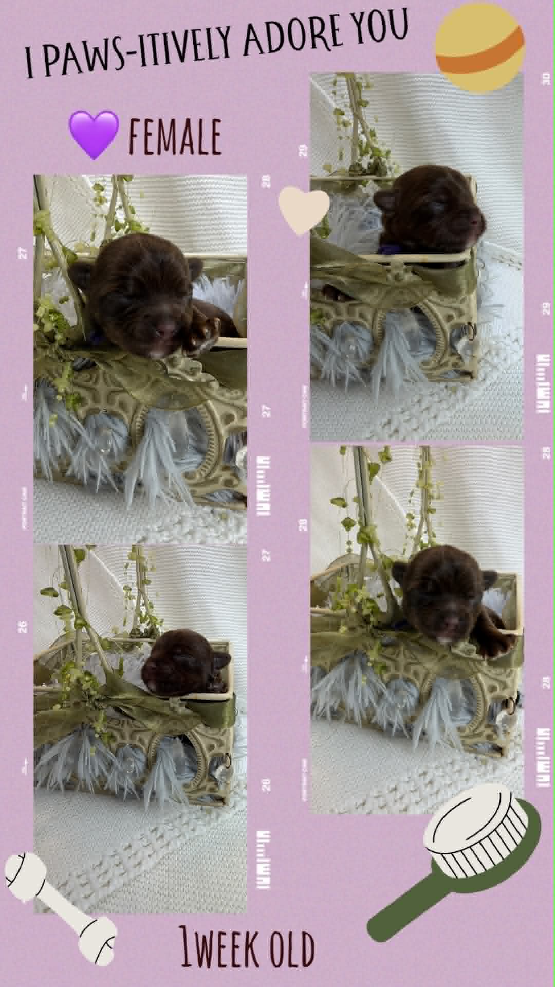 purple collar, a kb chocolate Yorkshire Terrier female