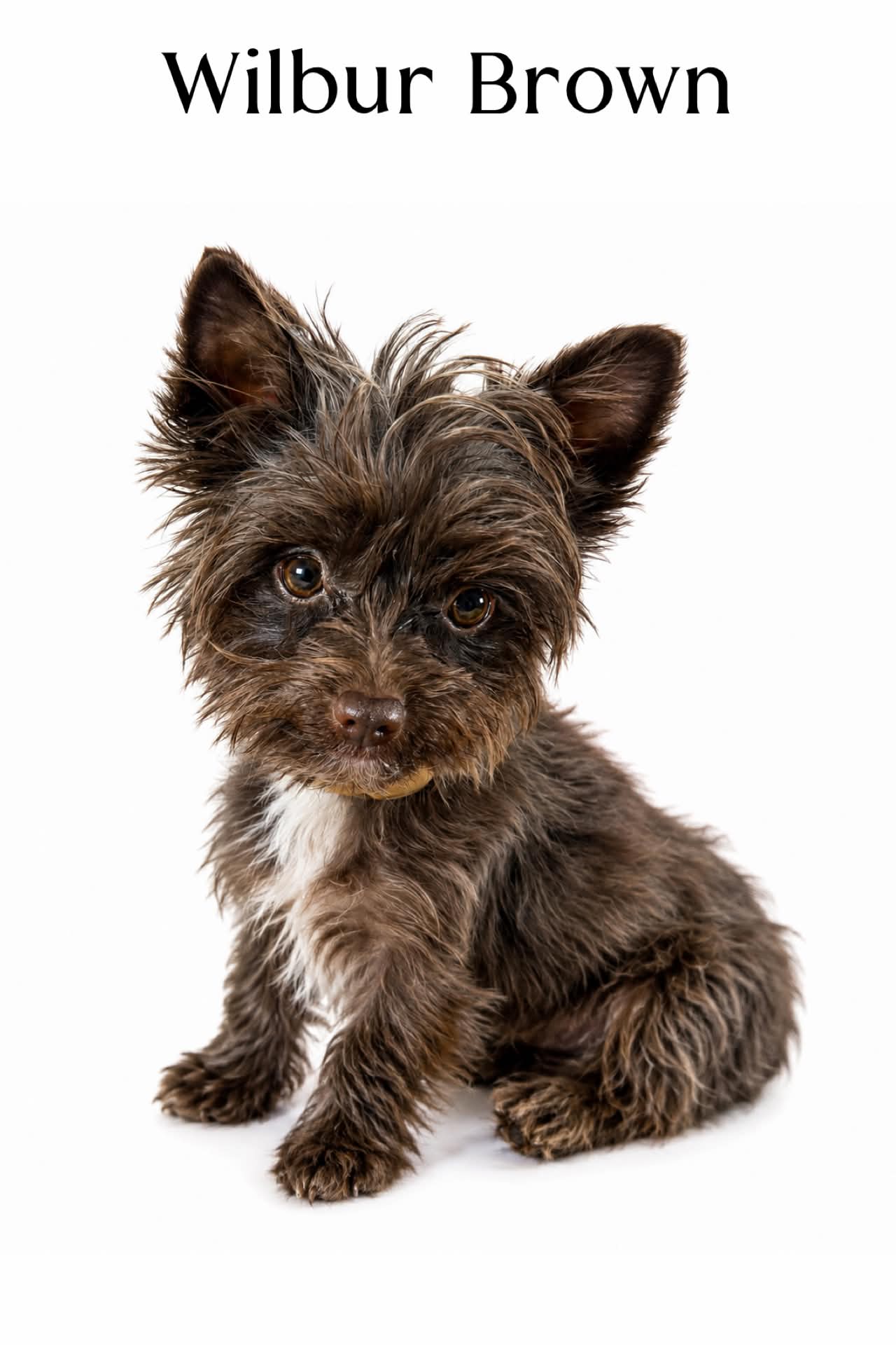 Wilbur Brown, a kb chocolate Yorkshire Terrier sire at Big Sky Yorkies