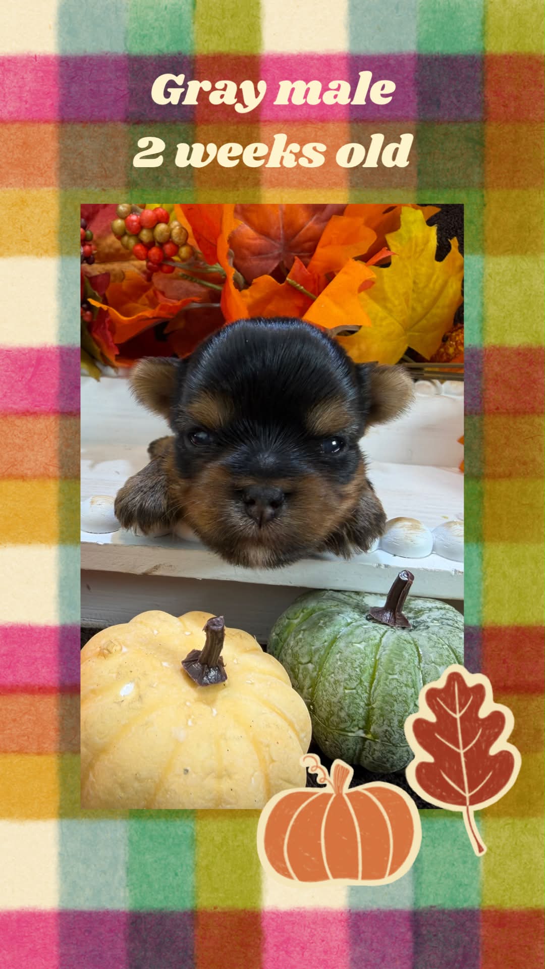 gray male Bria, a traditional Yorkshire Terrier girl at Big Sky Yorkies