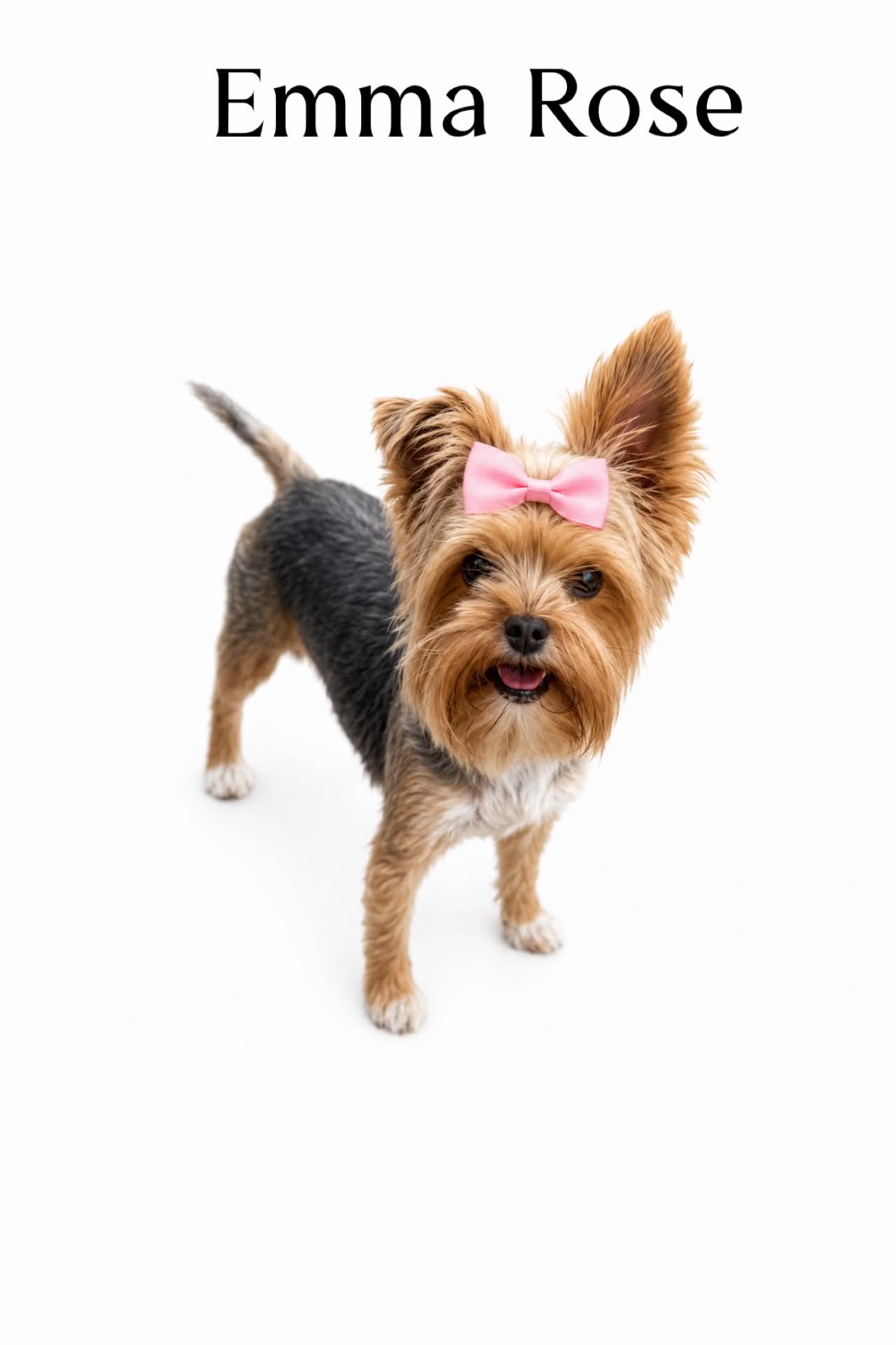 Emma Rose, a traditional Yorkshire Terrier dam at Big Sky Yorkies