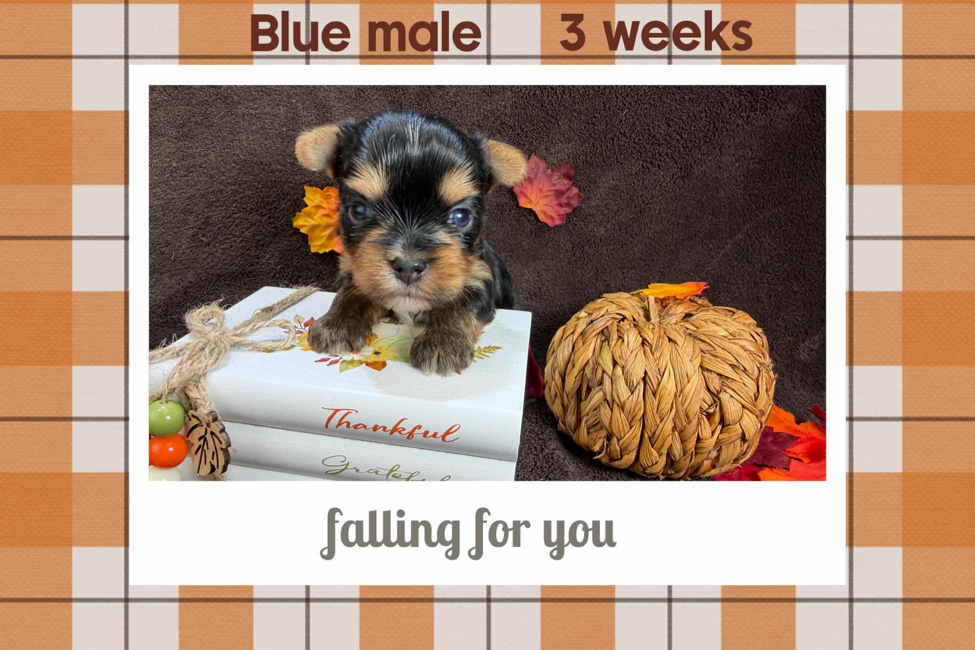 blue male Bria at Big Sky Yorkies, photo 2