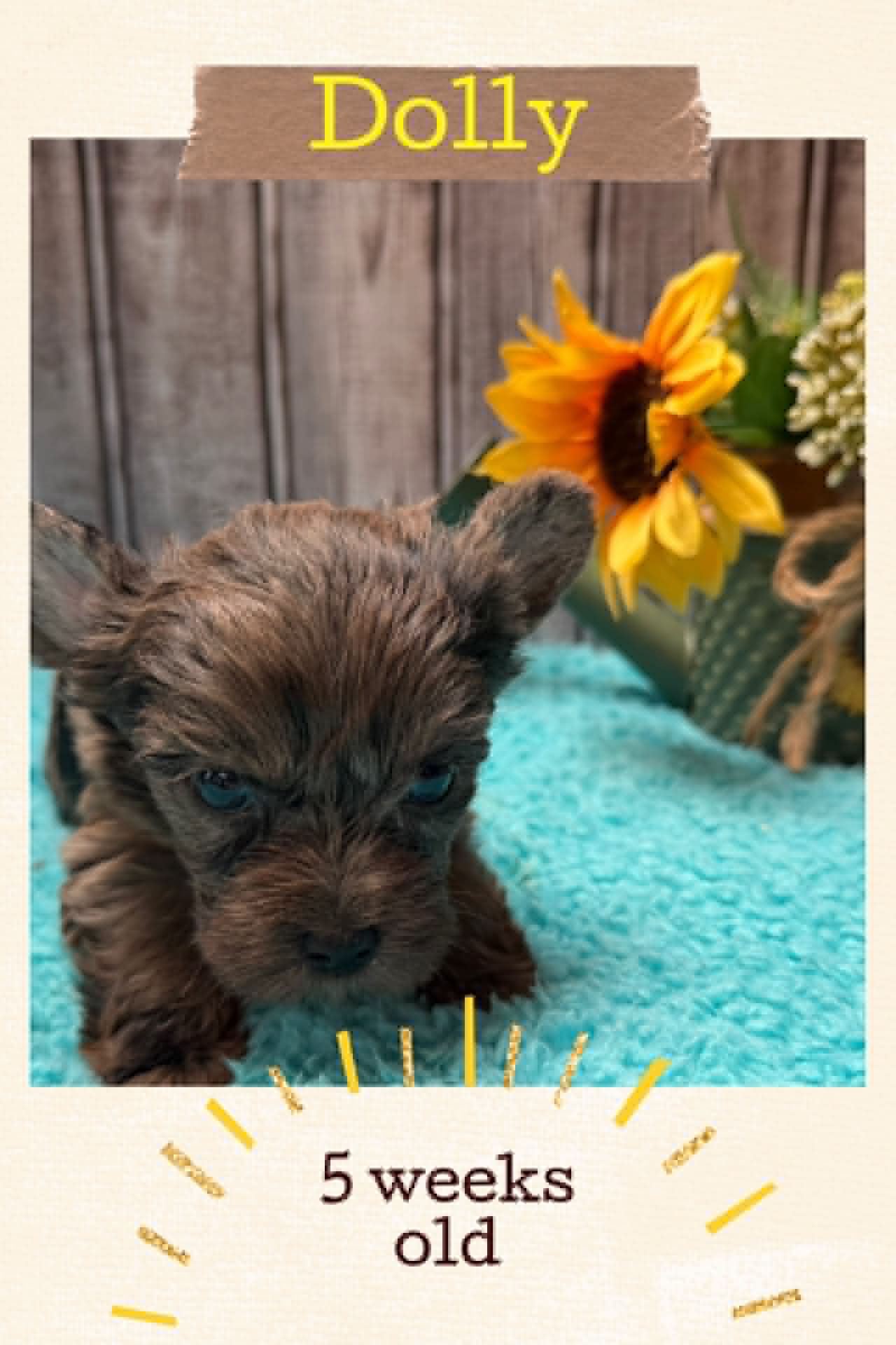 Dolly, a merle Yorkshire Terrier female