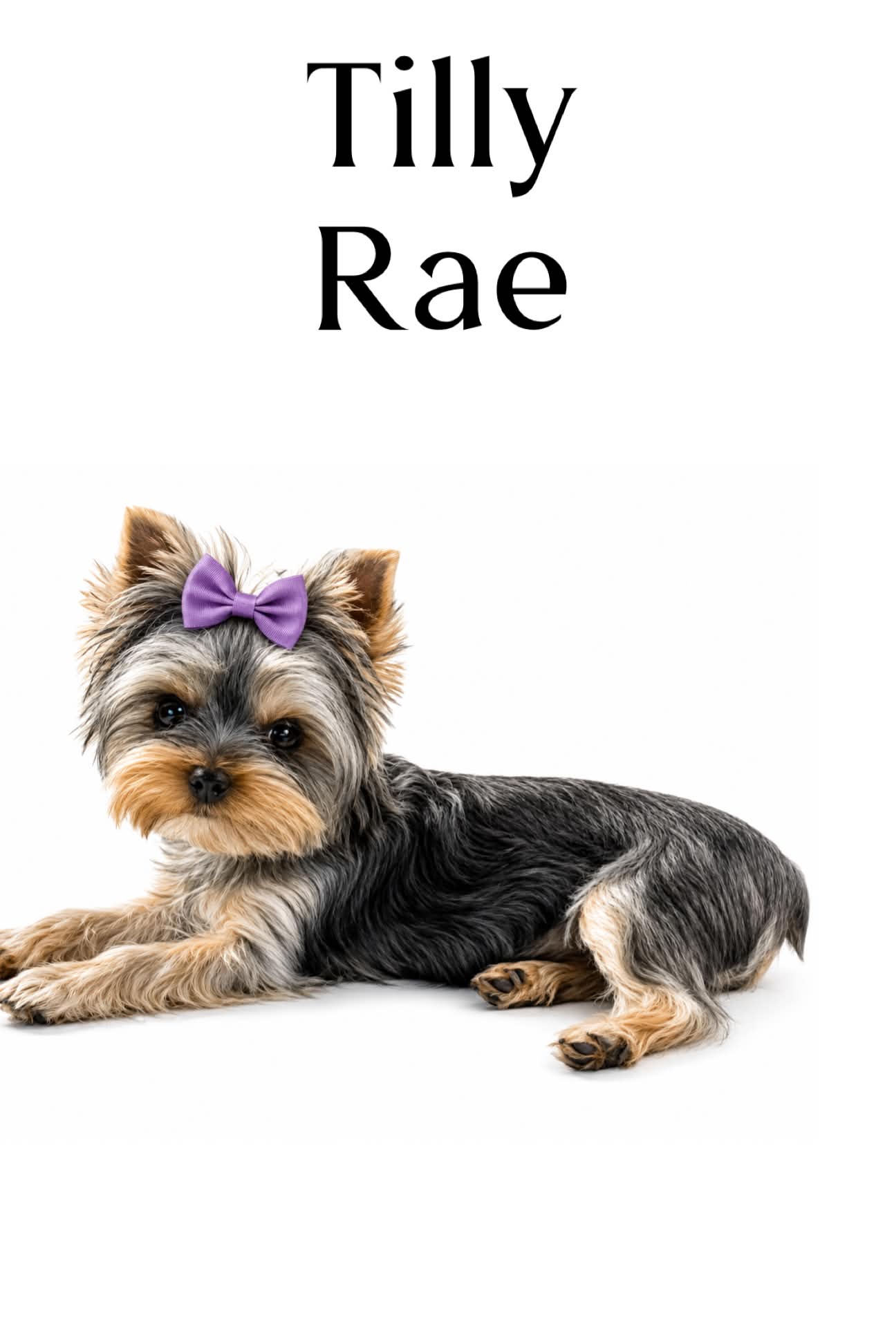 Tilly Rae, a traditional Yorkshire Terrier dam at Big Sky Yorkies