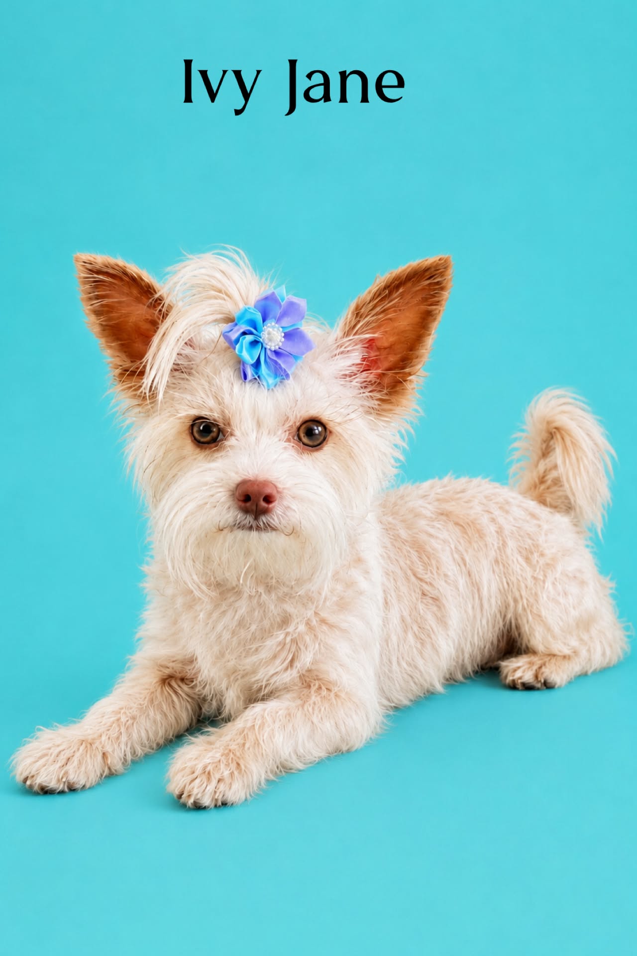 Ivy Jane, a Yorkshire Terrier