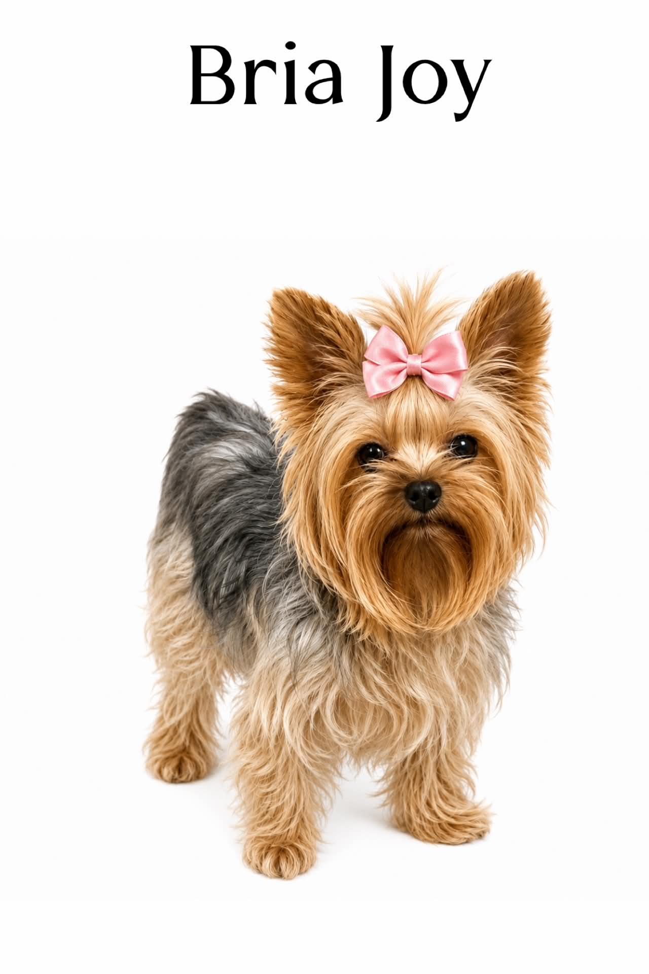 Bria, a litter of Yorkshire Terrier puppies at Big Sky Yorkies