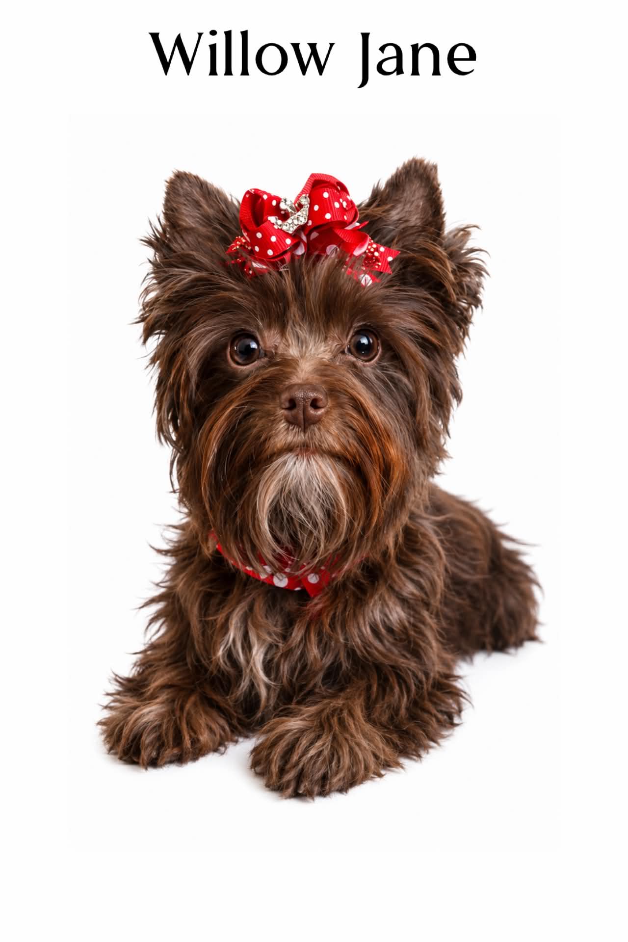 Willow, a chocolate carries parti Yorkshire Terrier dam at Big Sky Yorkies