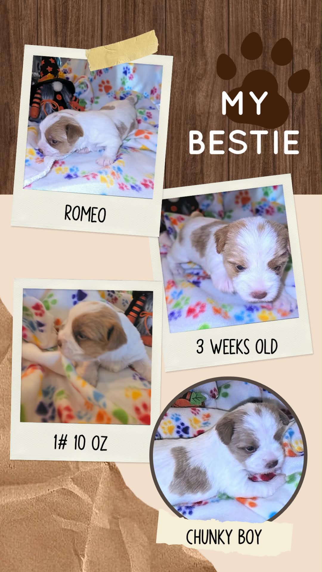 Romeo at Big Sky Yorkies, photo 3