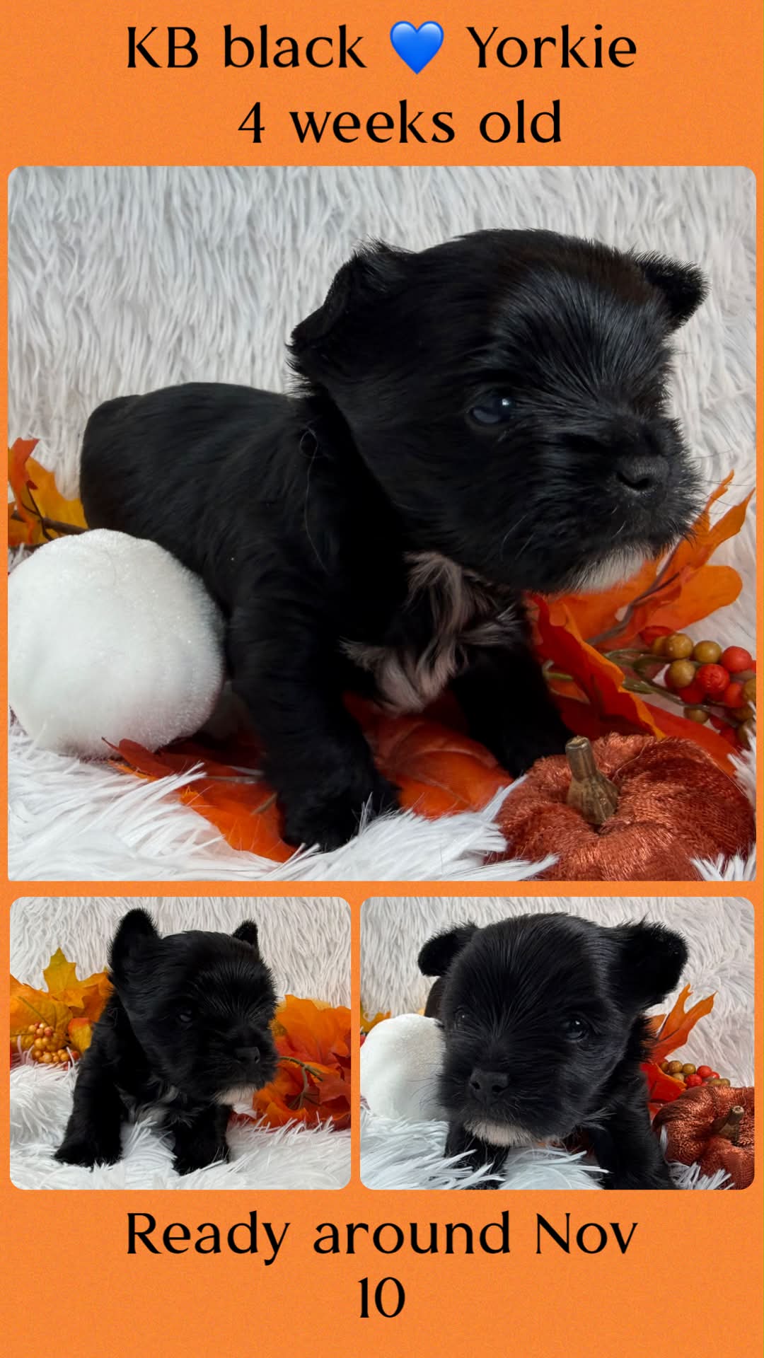 Ace, a kb black Yorkshire Terrier boy at Big Sky Yorkies