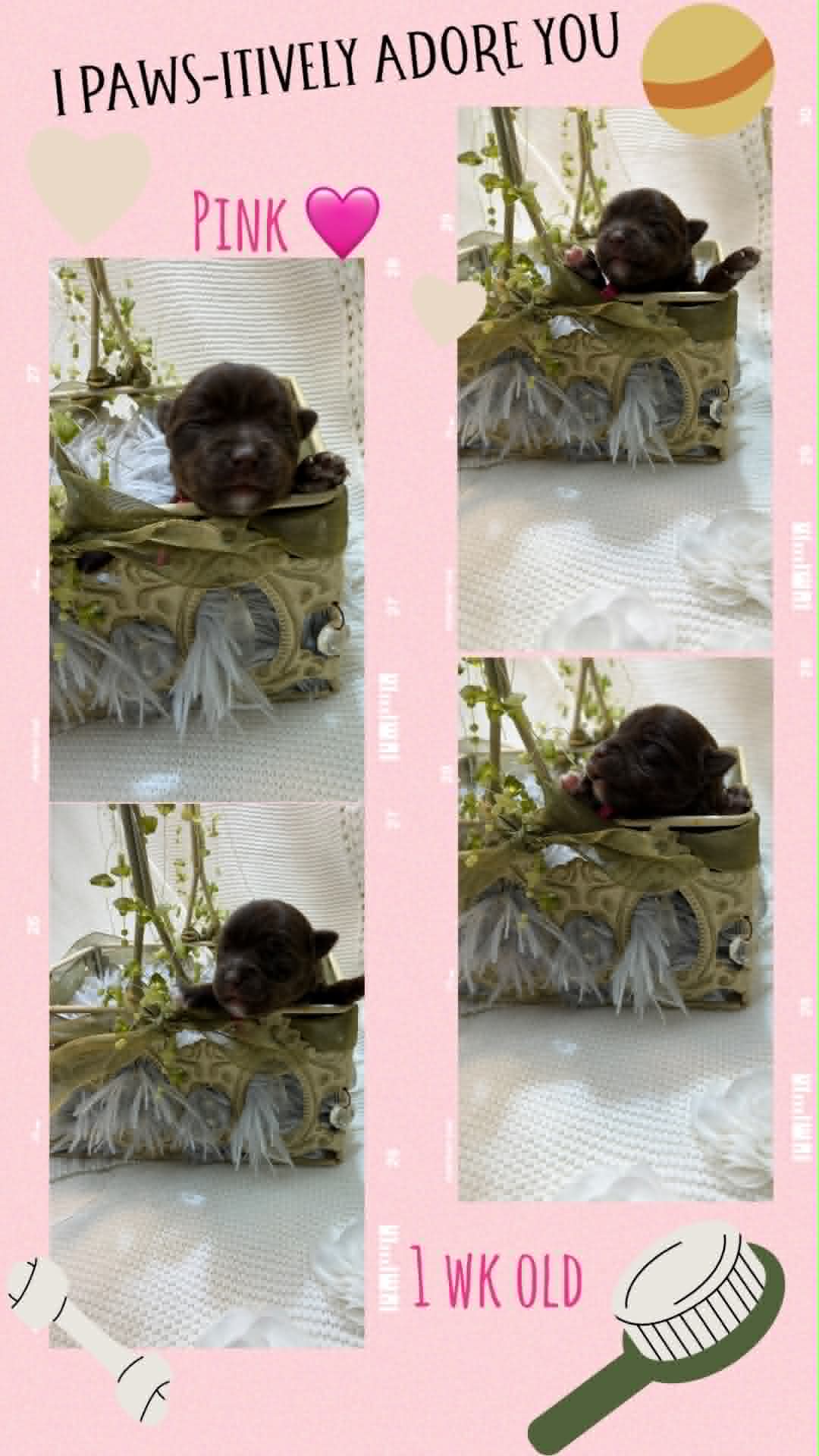 pink collar, a kb chocolate Yorkshire Terrier female