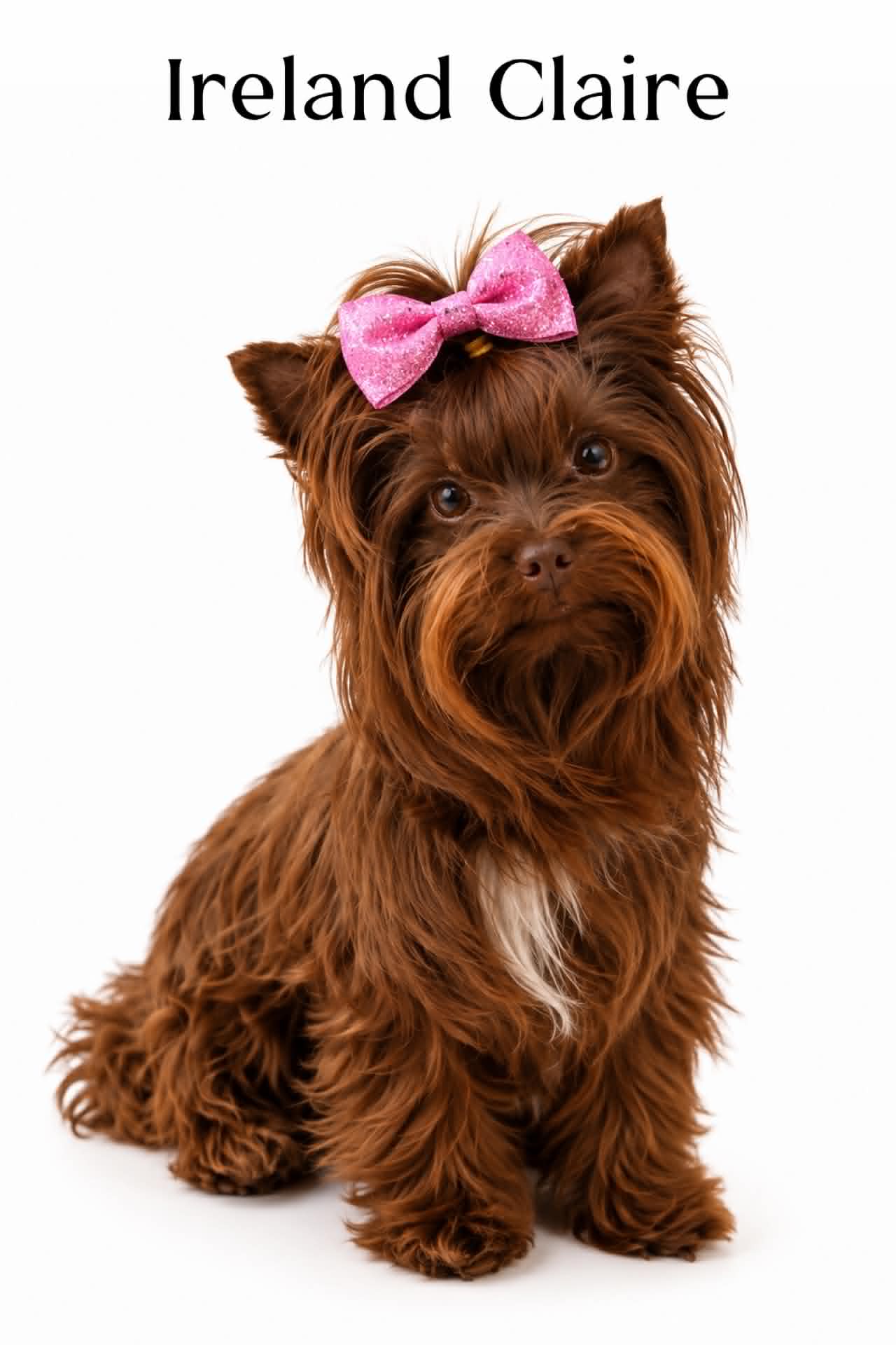 Ireland Claire, a kb chocolate Yorkshire Terrier dam at Big Sky Yorkies