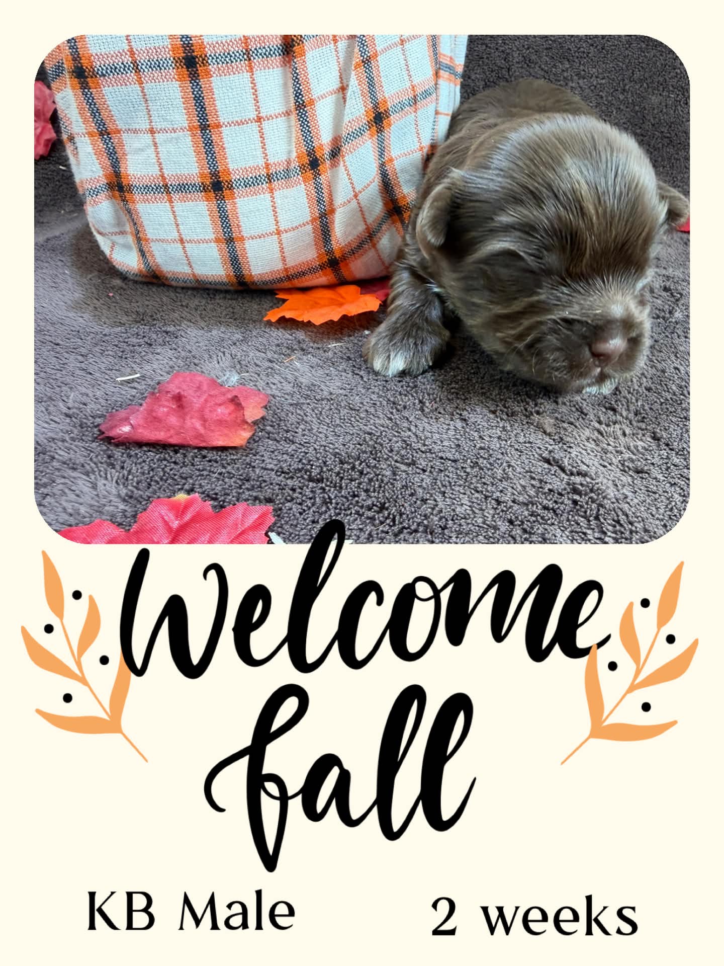 Ireland litter male, a chocolate Yorkshire Terrier girl at Big Sky Yorkies
