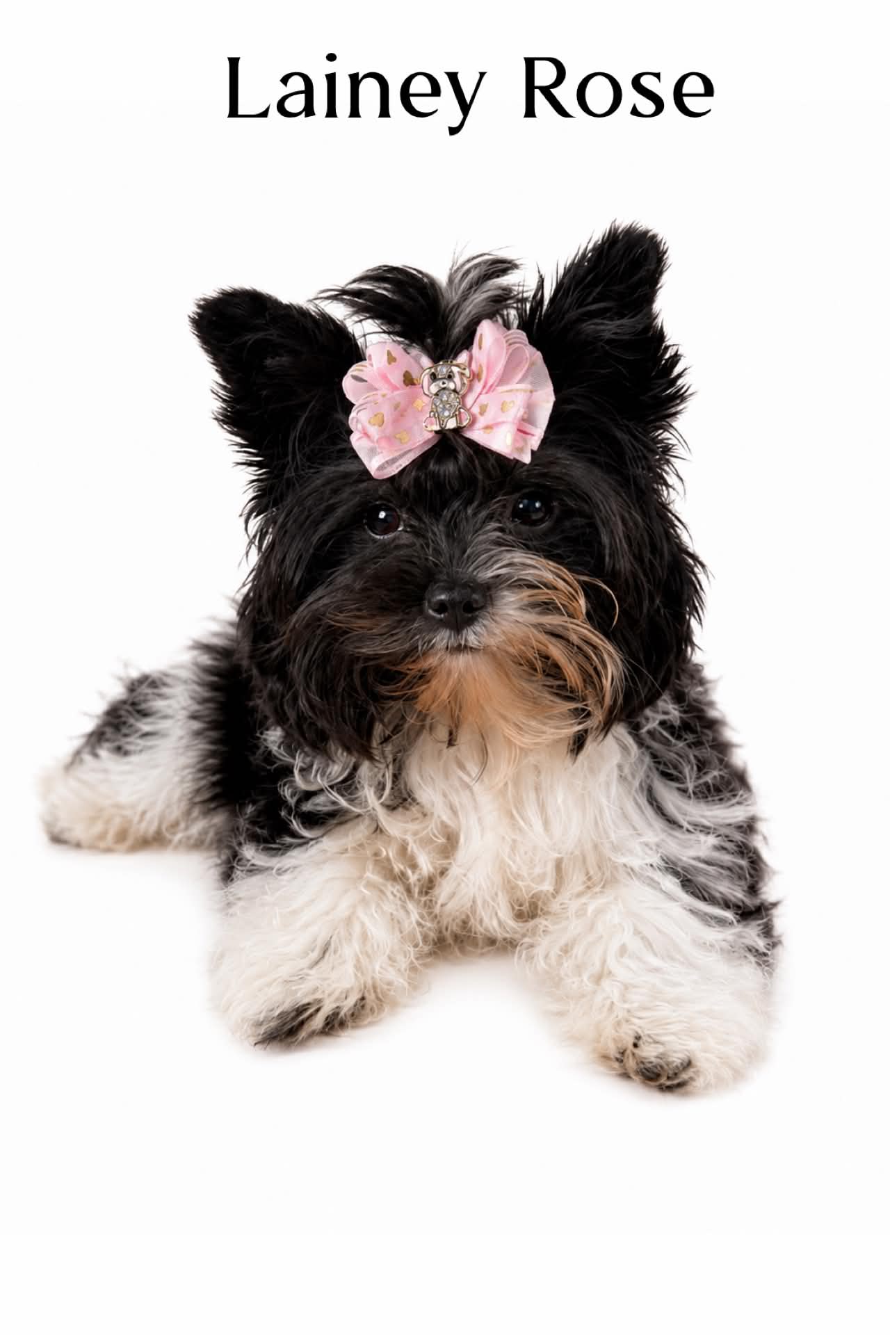 Lainey Rose, a kb parti Yorkshire Terrier dam at Big Sky Yorkies
