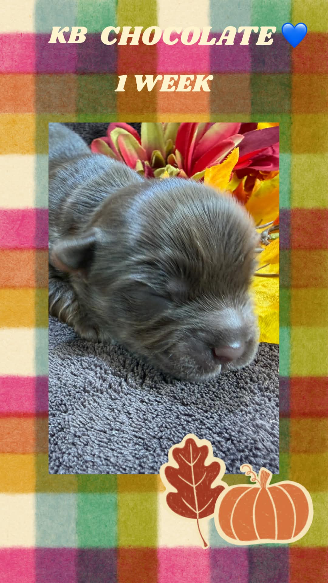 Ireland litter male at Big Sky Yorkies, photo 3