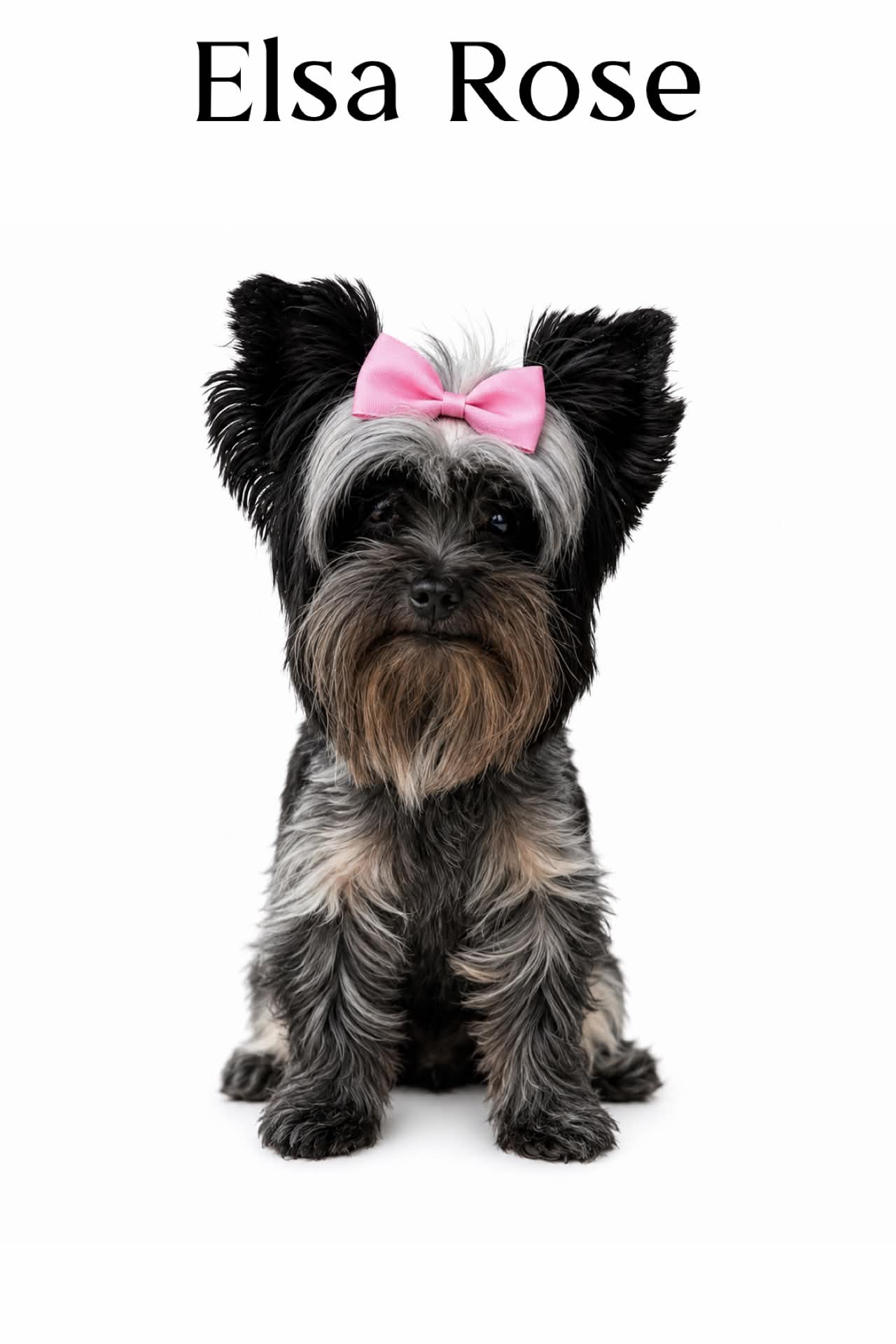 Elsa Rose, a kb parti Yorkshire Terrier dam at Big Sky Yorkies