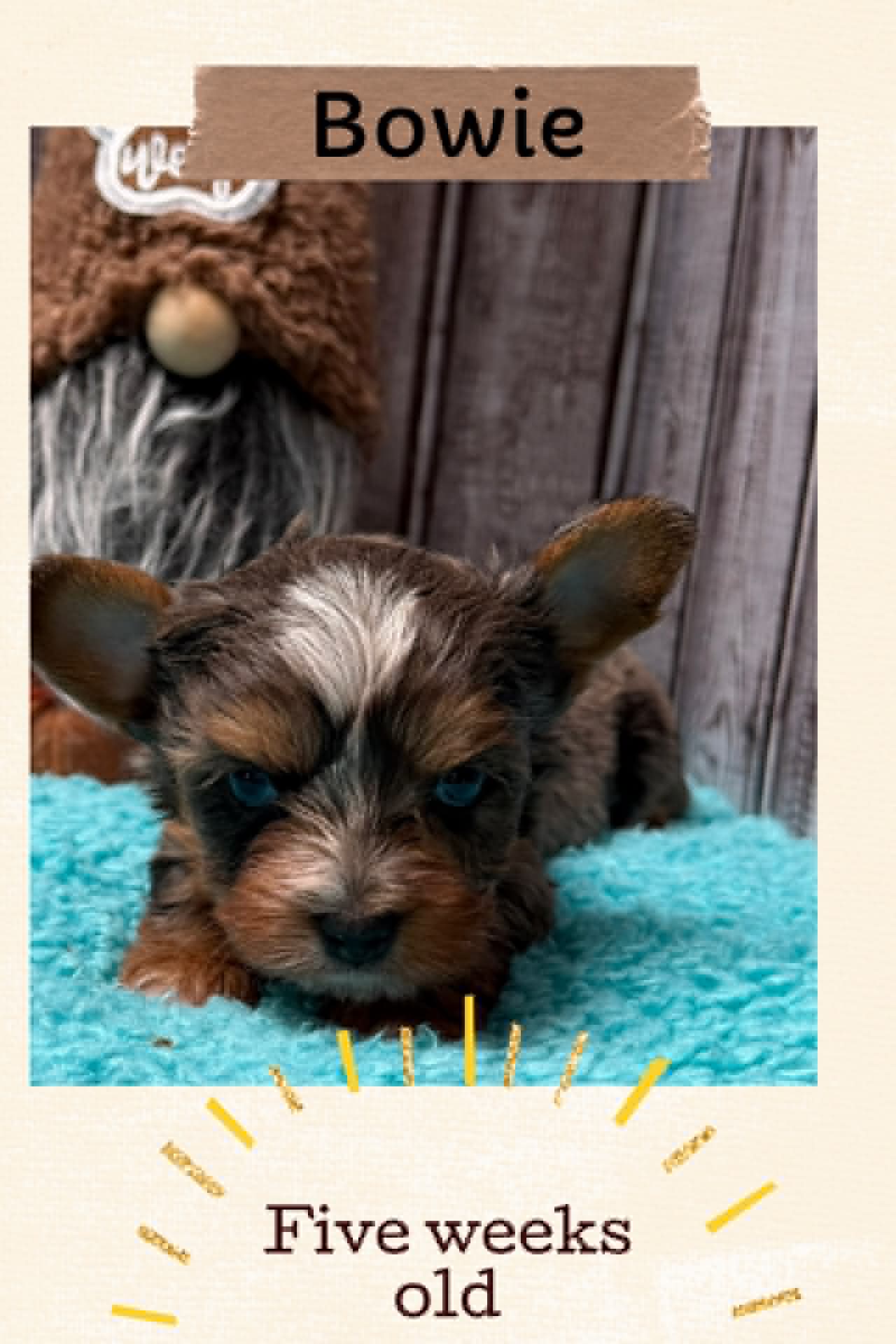 Bowie, a merle Yorkshire Terrier female