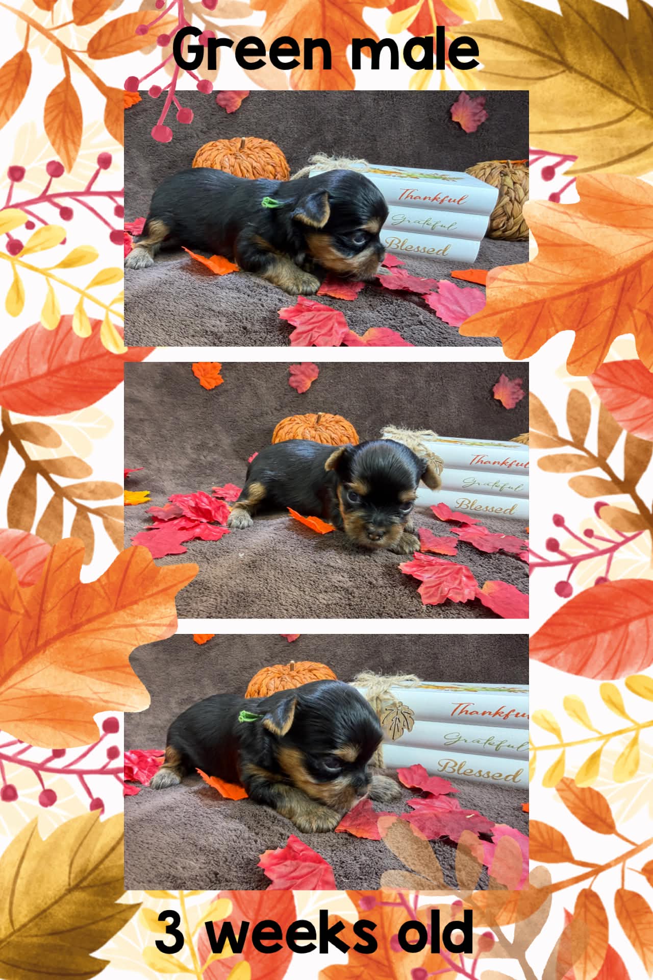 green male Bria at Big Sky Yorkies, photo 3