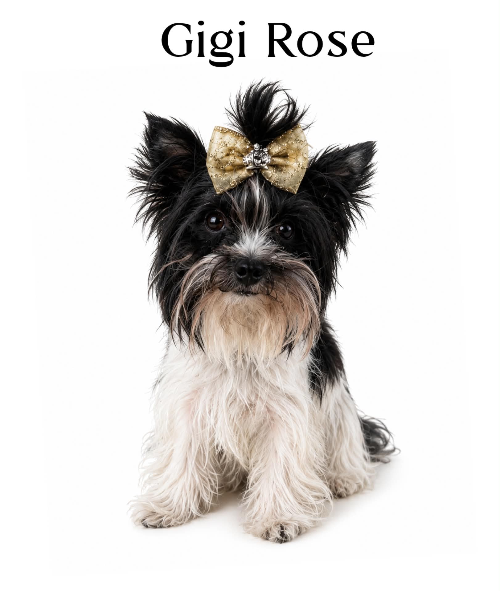 GiGi, a litter of Yorkshire Terrier puppies at Big Sky Yorkies