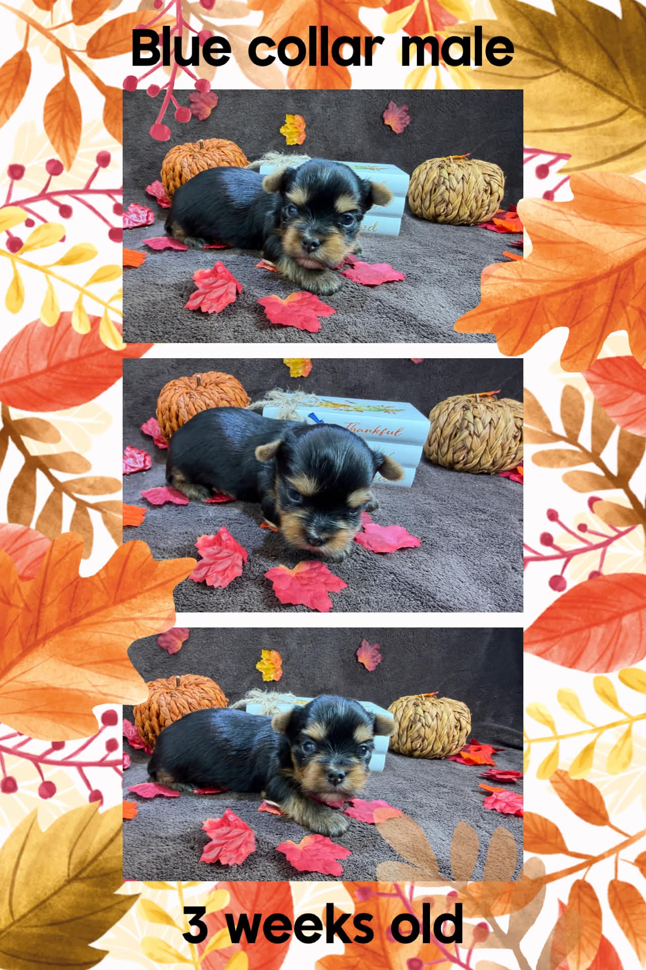 blue male Bria at Big Sky Yorkies, photo 3