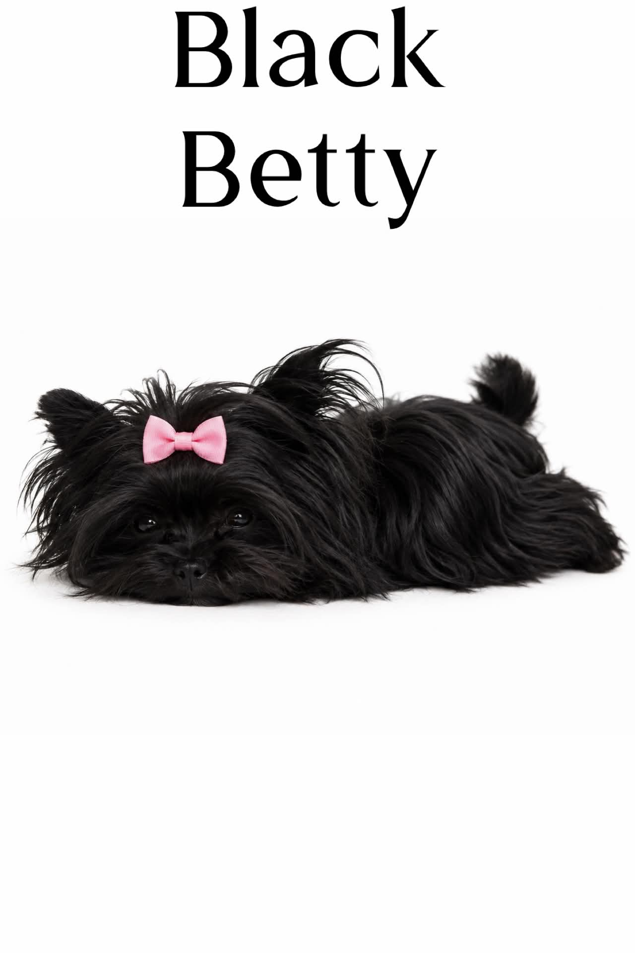 Black Betty, a kb black, carries chocolate Yorkshire Terrier dam at Big Sky Yorkies