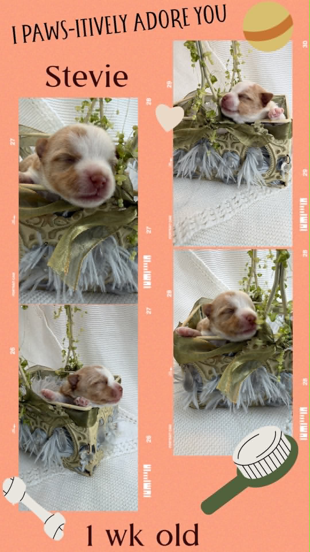 blonde chocolate parti girl, a blonde chocolate parti Yorkshire Terrier female