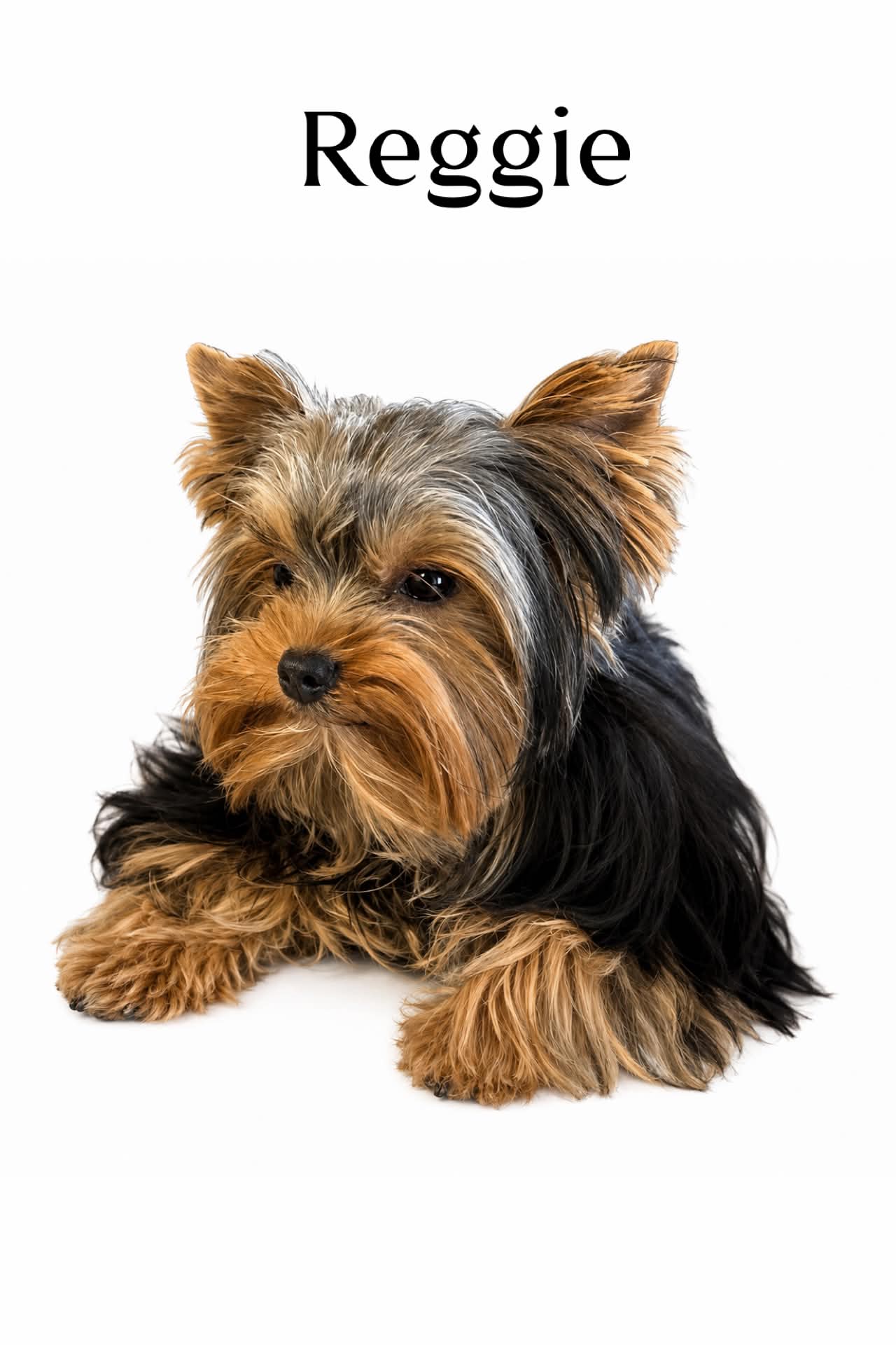 Reggie, a traditional Yorkshire Terrier sire at Big Sky Yorkies