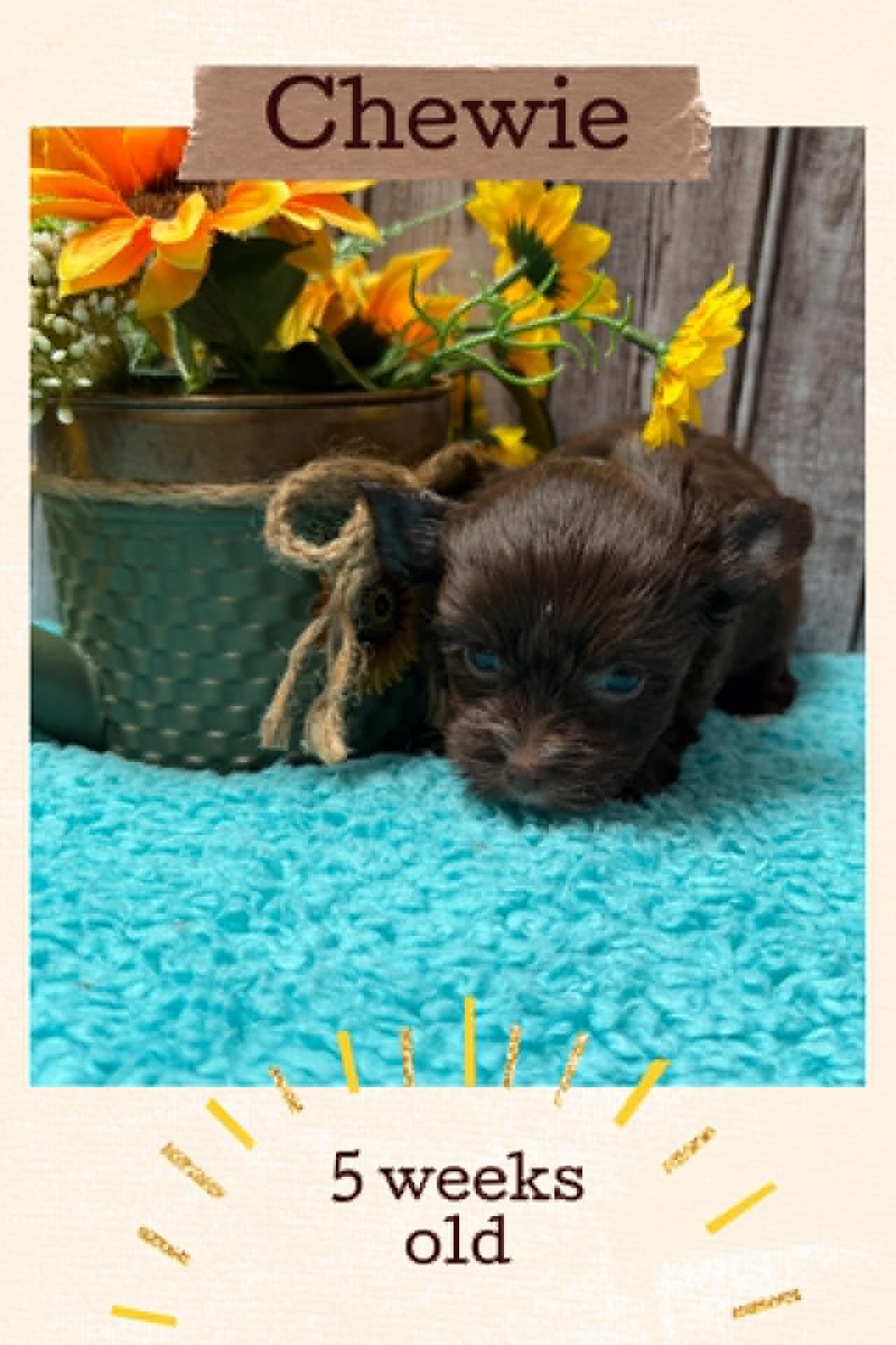 Chewie, a chocolate Yorkshire Terrier female