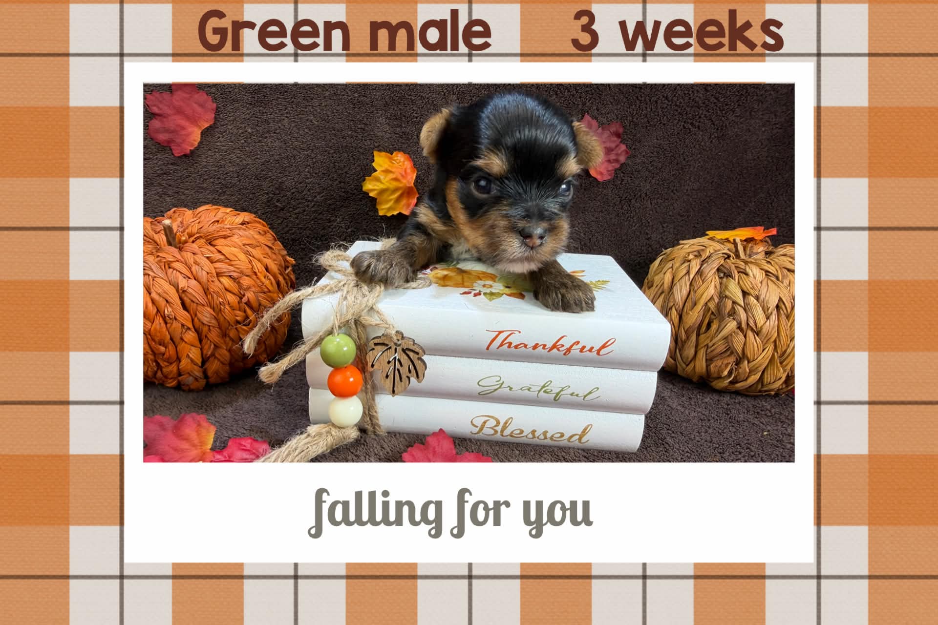 green male Bria at Big Sky Yorkies, photo 2