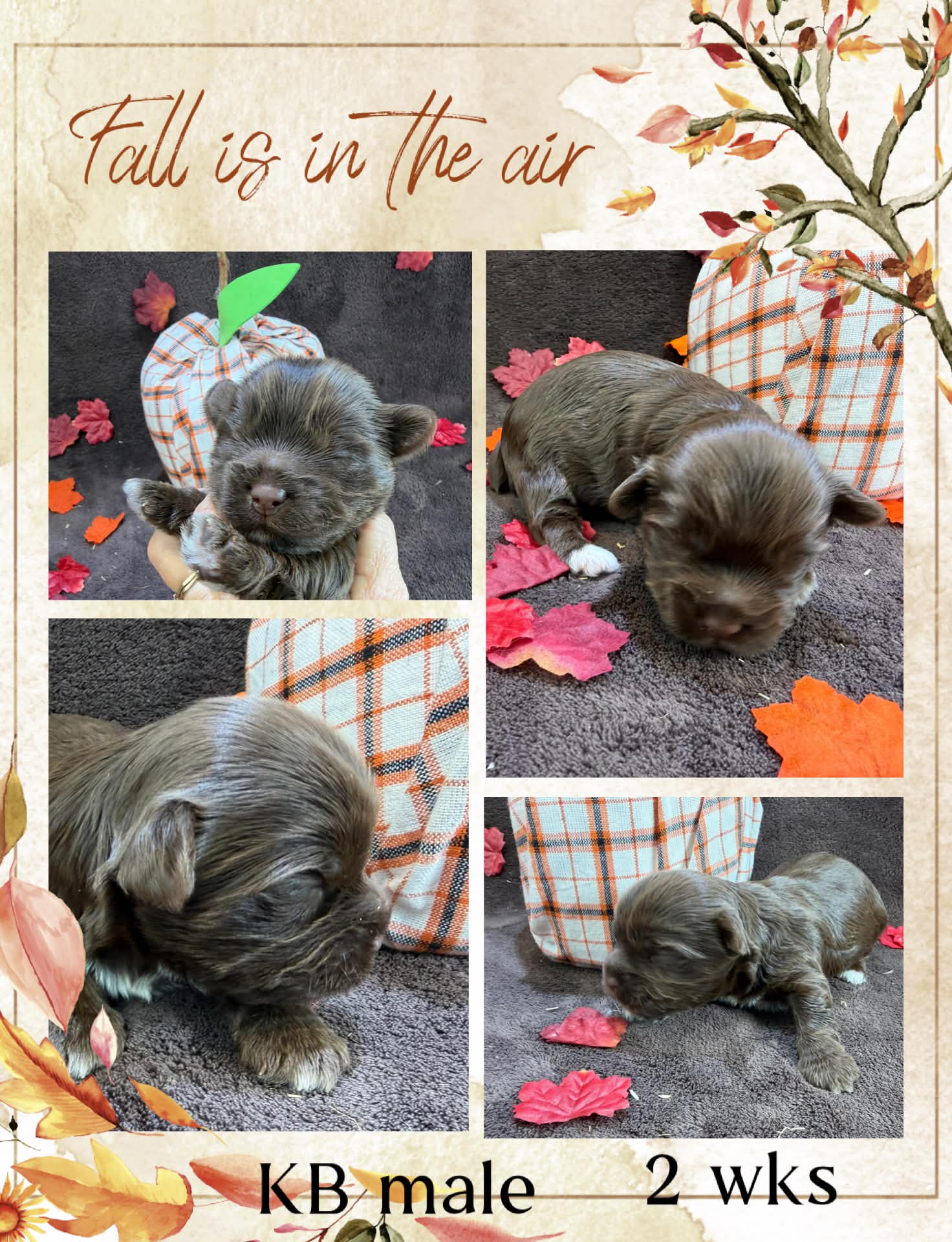 Ireland litter male at Big Sky Yorkies, photo 2