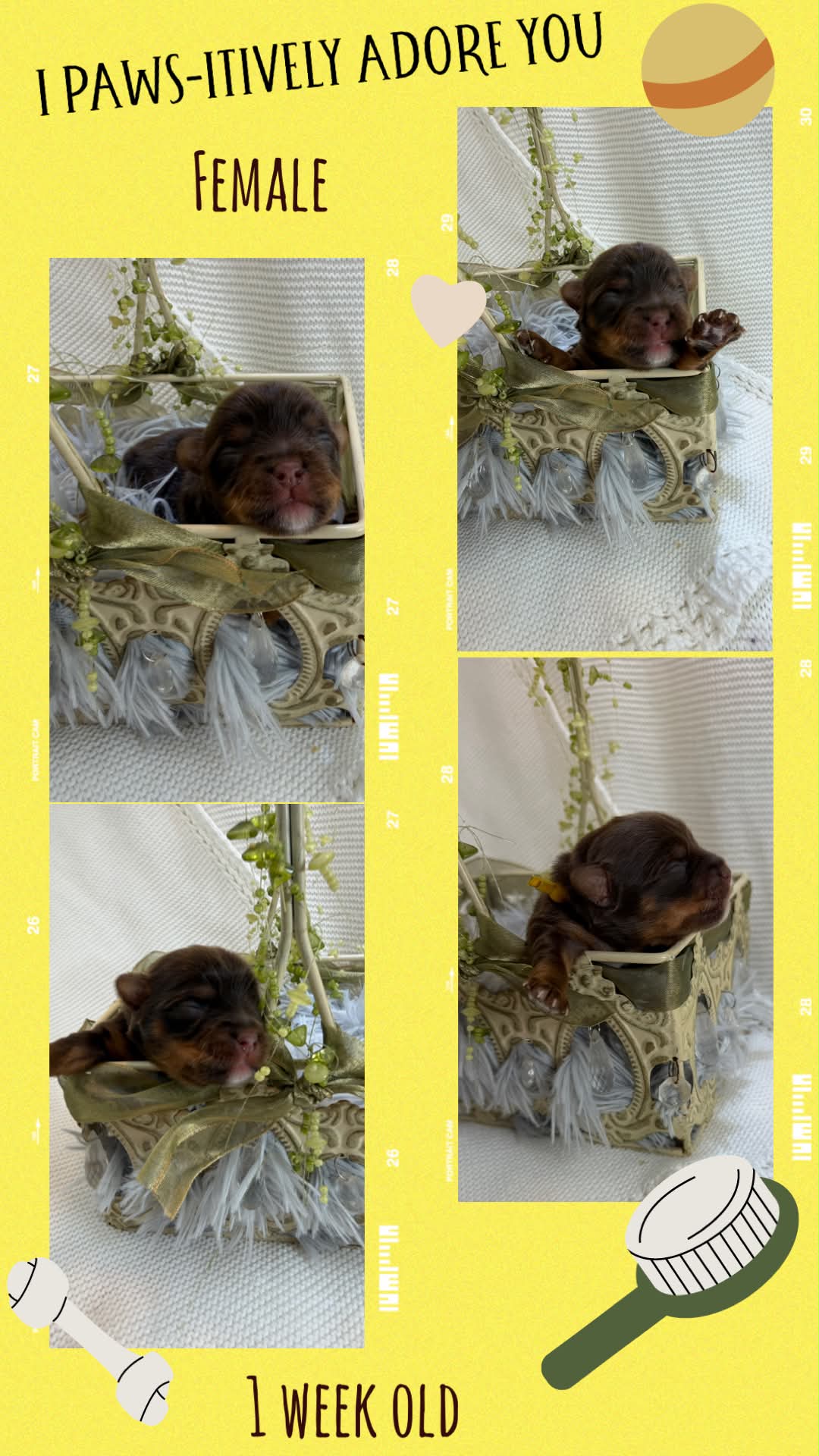 Birdy Mae, a chocolate/tan Yorkshire Terrier girl at Big Sky Yorkies