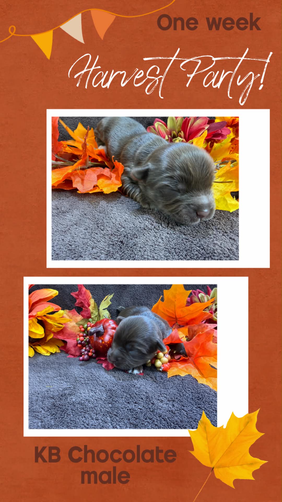 Ireland litter male at Big Sky Yorkies, photo 4