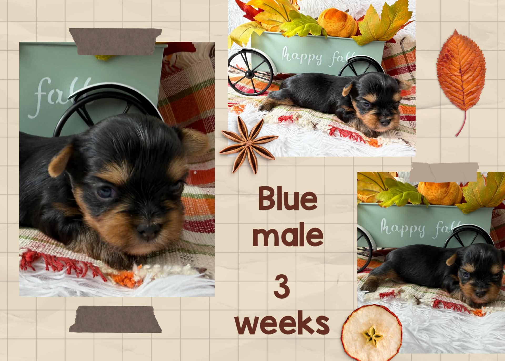 blue male Bria at Big Sky Yorkies, photo 4