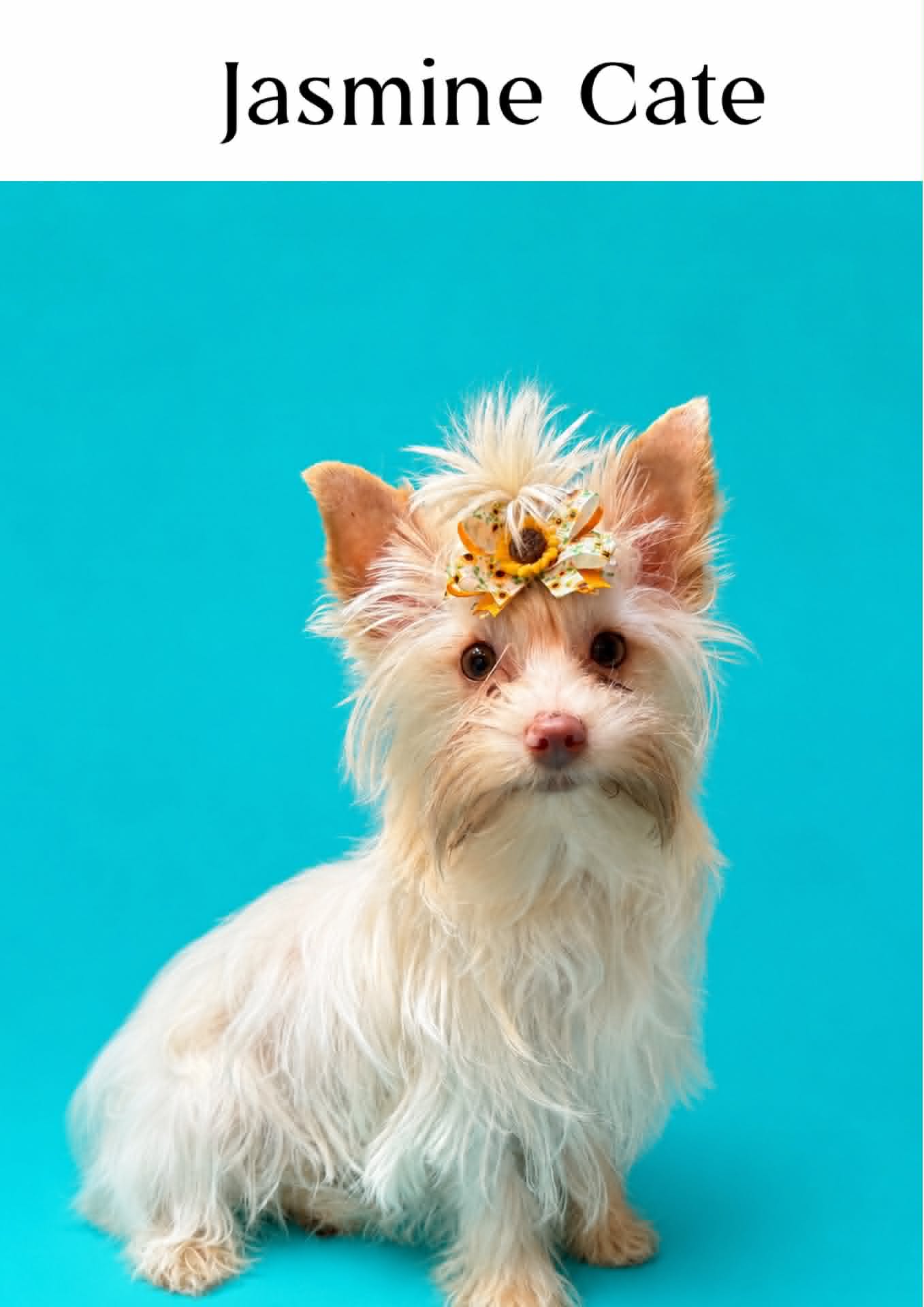 Jasmine Cate, a blonde chocolate Yorkshire Terrier dam at Big Sky Yorkies