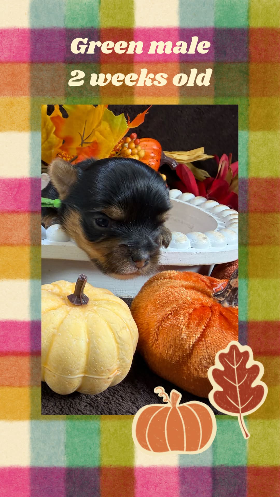 green male Bria, a Yorkshire Terrier puppy