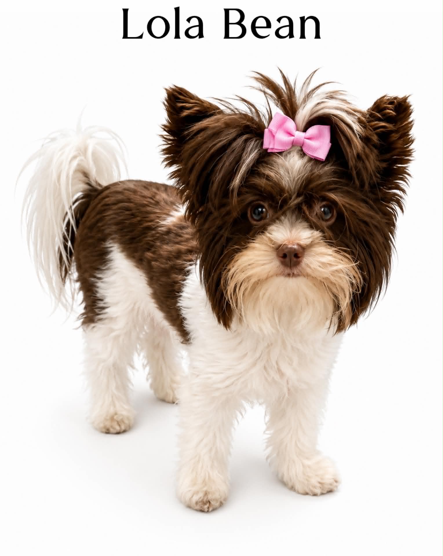 Lola Bean, a litter of Yorkshire Terrier puppies at Big Sky Yorkies