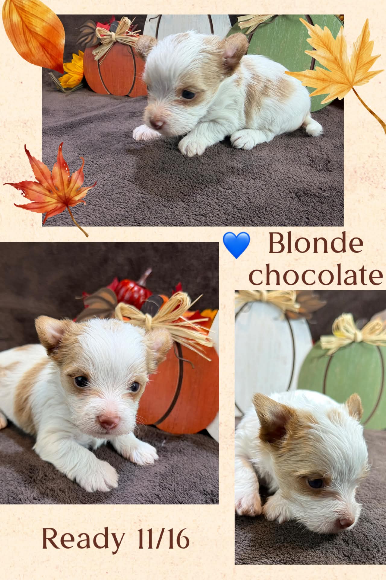 blonde boy, a blonde chocolate Yorkshire Terrier girl at Big Sky Yorkies