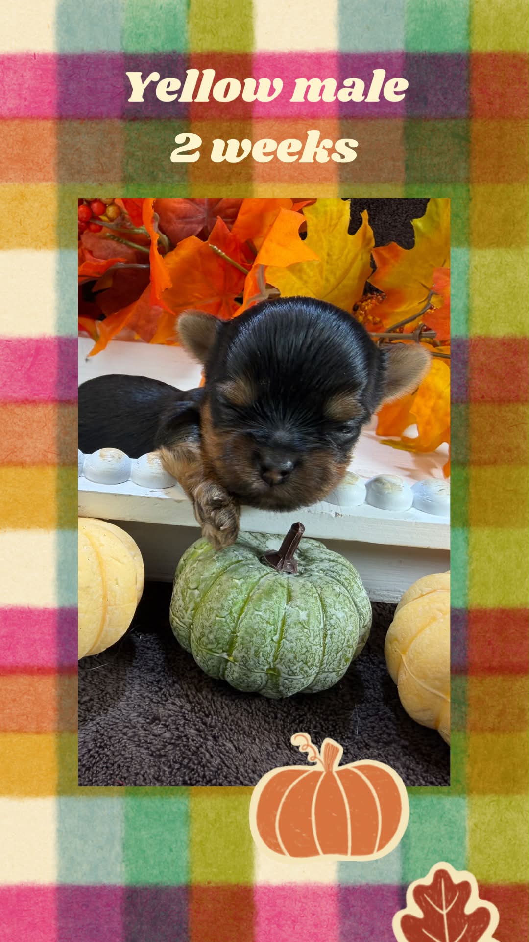 yellow male Bria, a traditional Yorkshire Terrier girl at Big Sky Yorkies