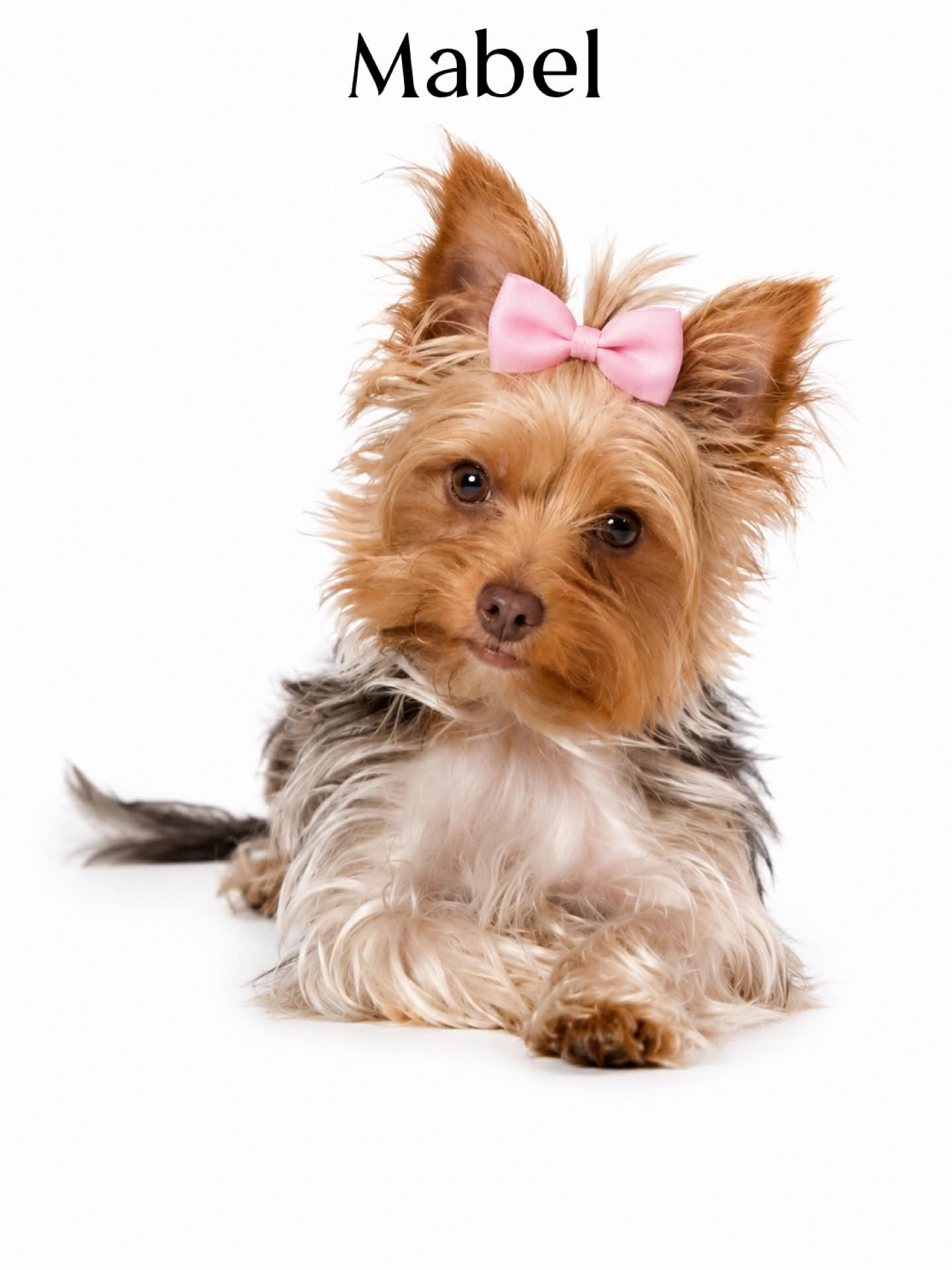 Mabel, a litter of Yorkshire Terrier puppies at Big Sky Yorkies